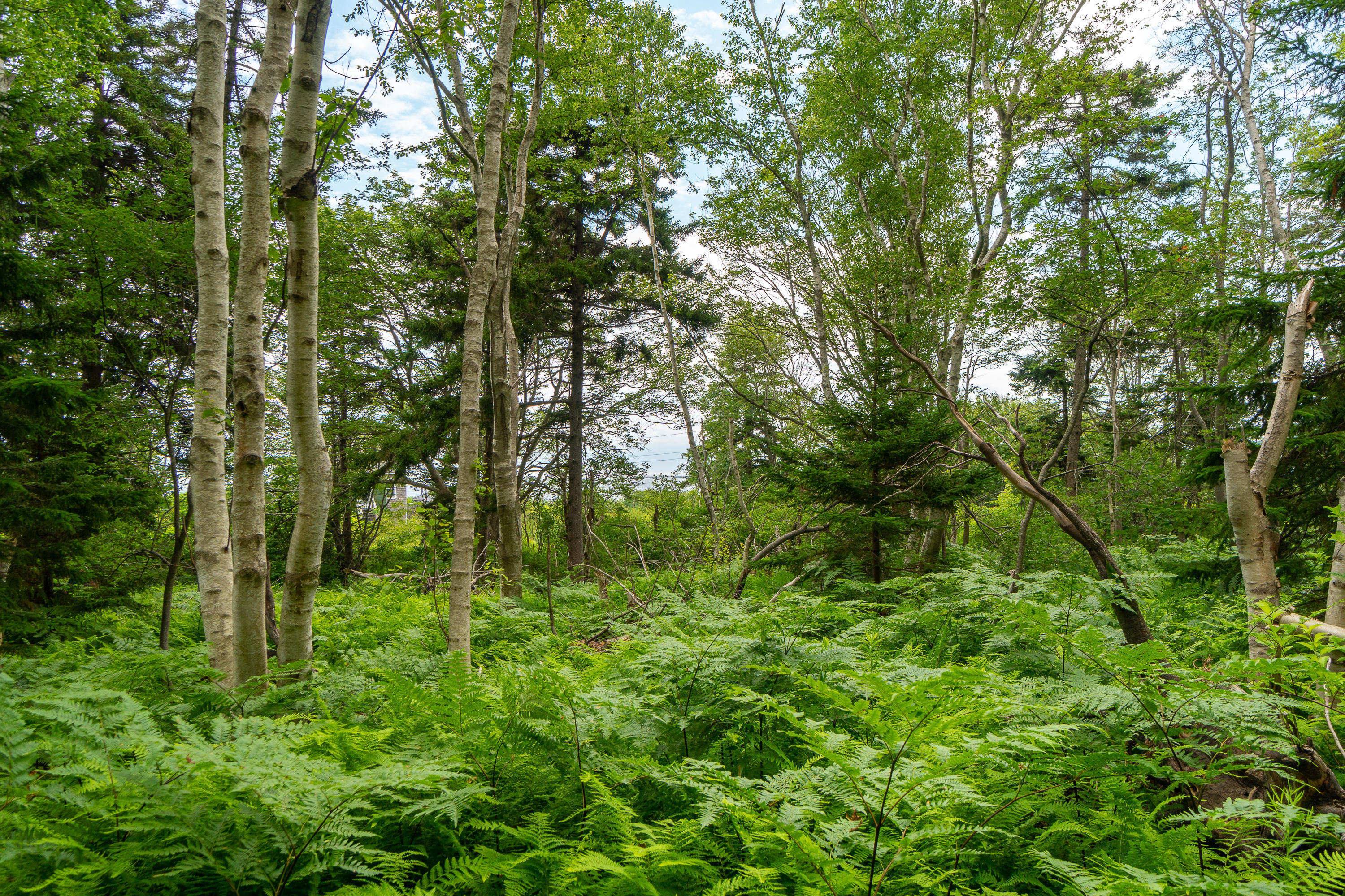 24 Edwards Street Portland ME 04108