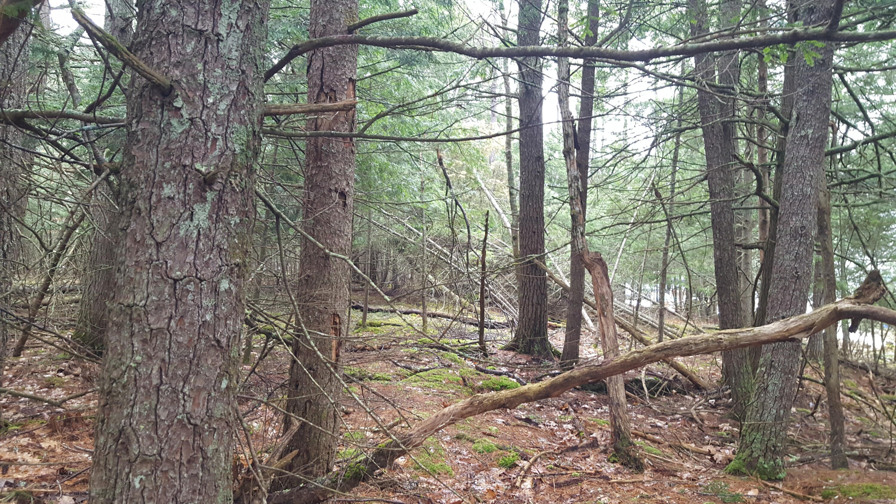 53 Johnson Road Windham ME 04062