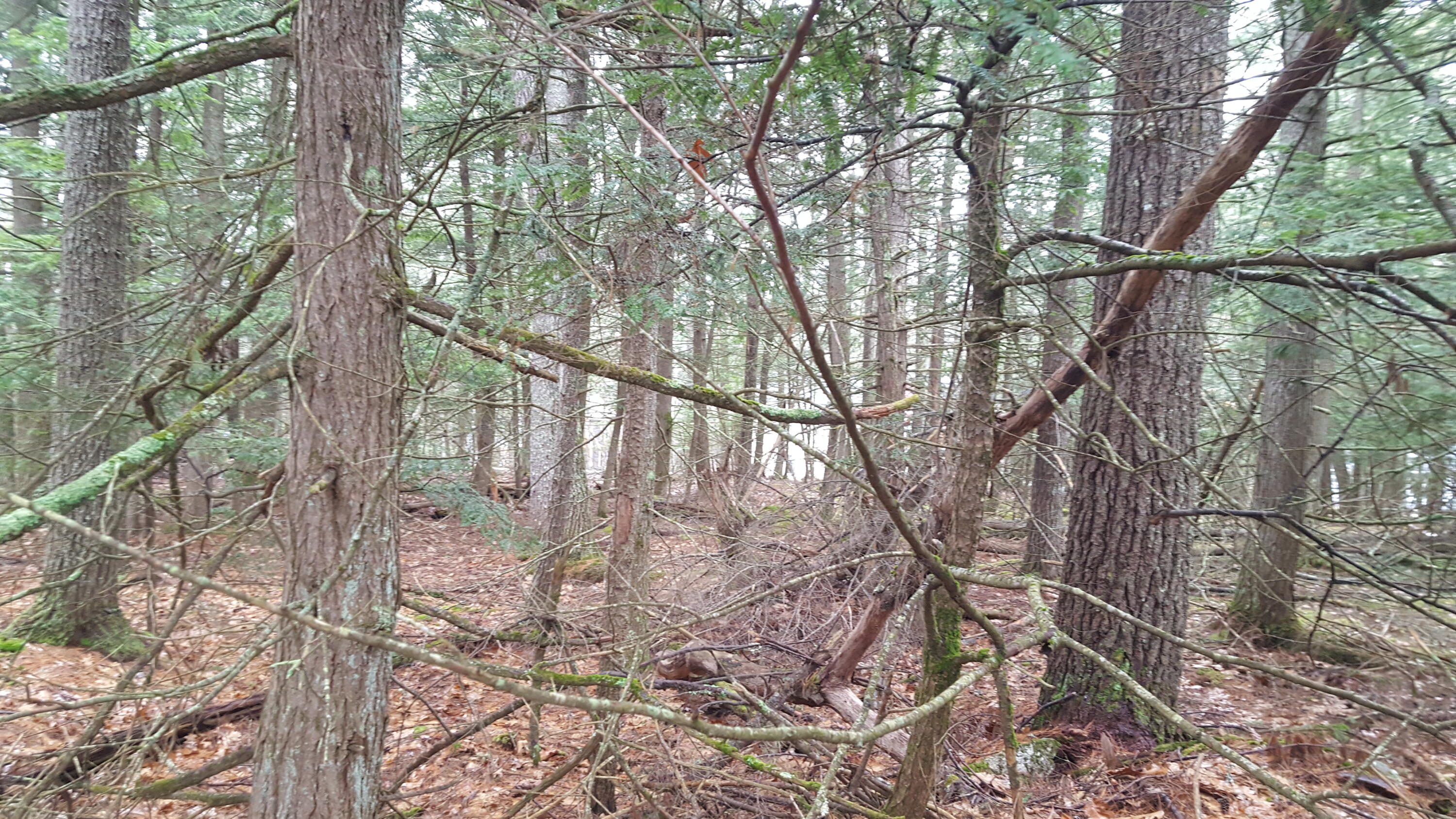 53 Johnson Road Windham ME 04062
