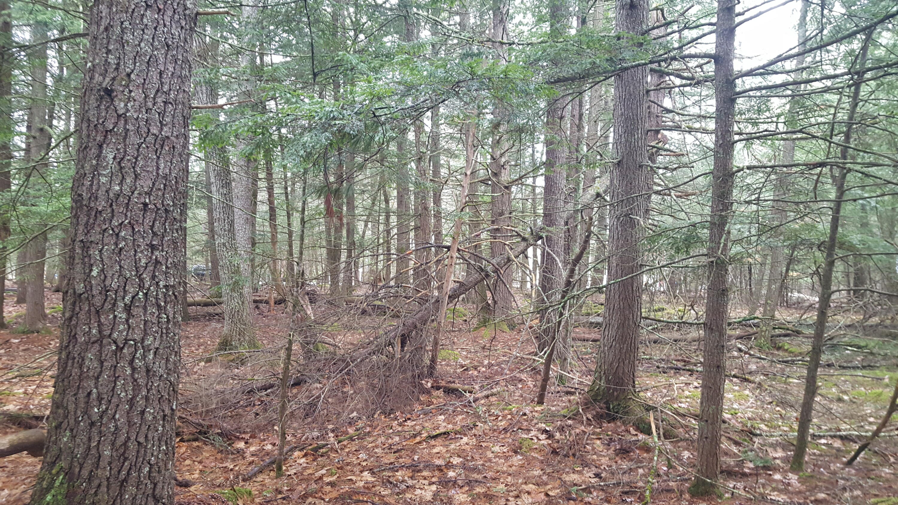 53 Johnson Road Windham ME 04062