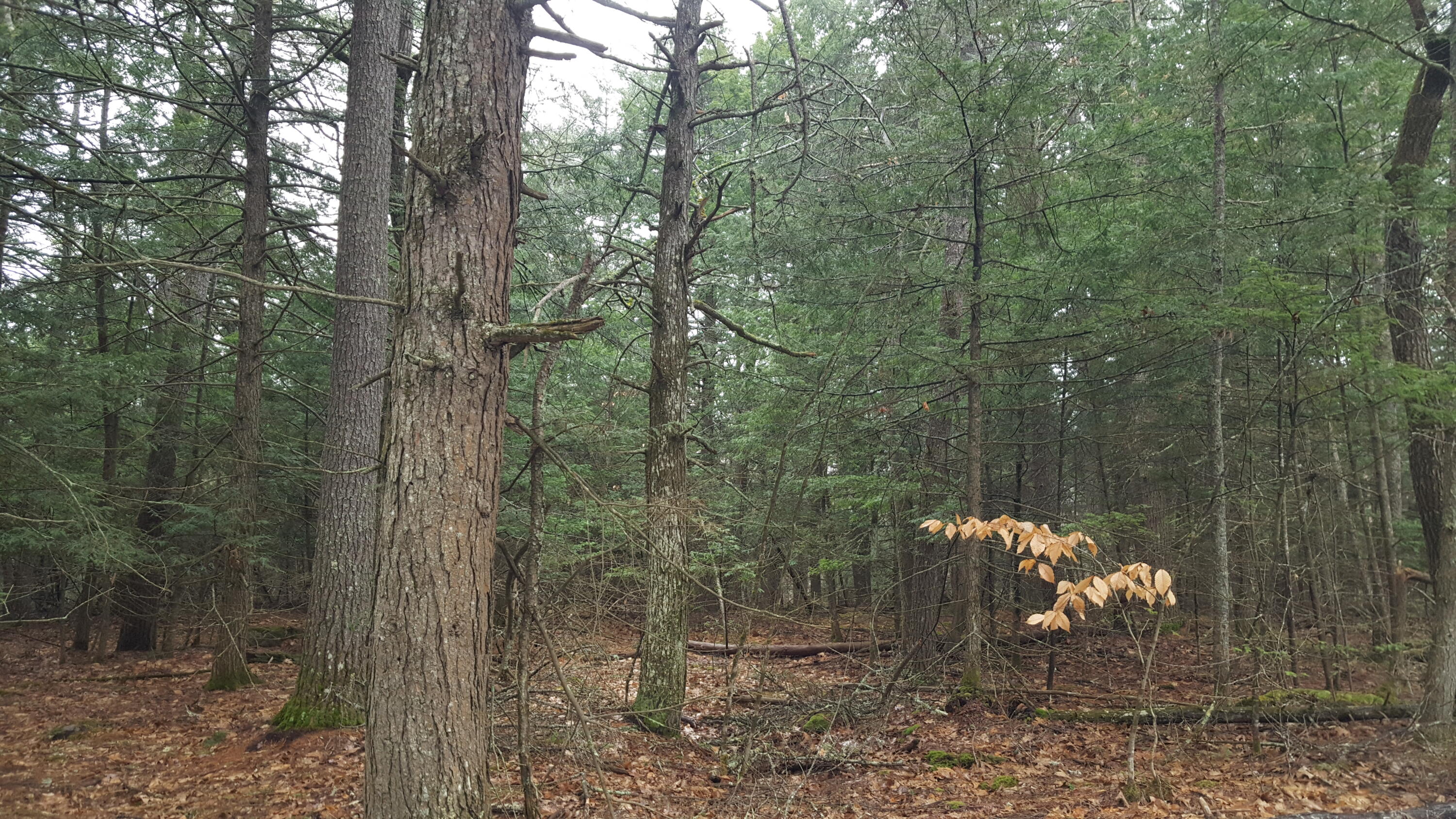 53 Johnson Road Windham ME 04062