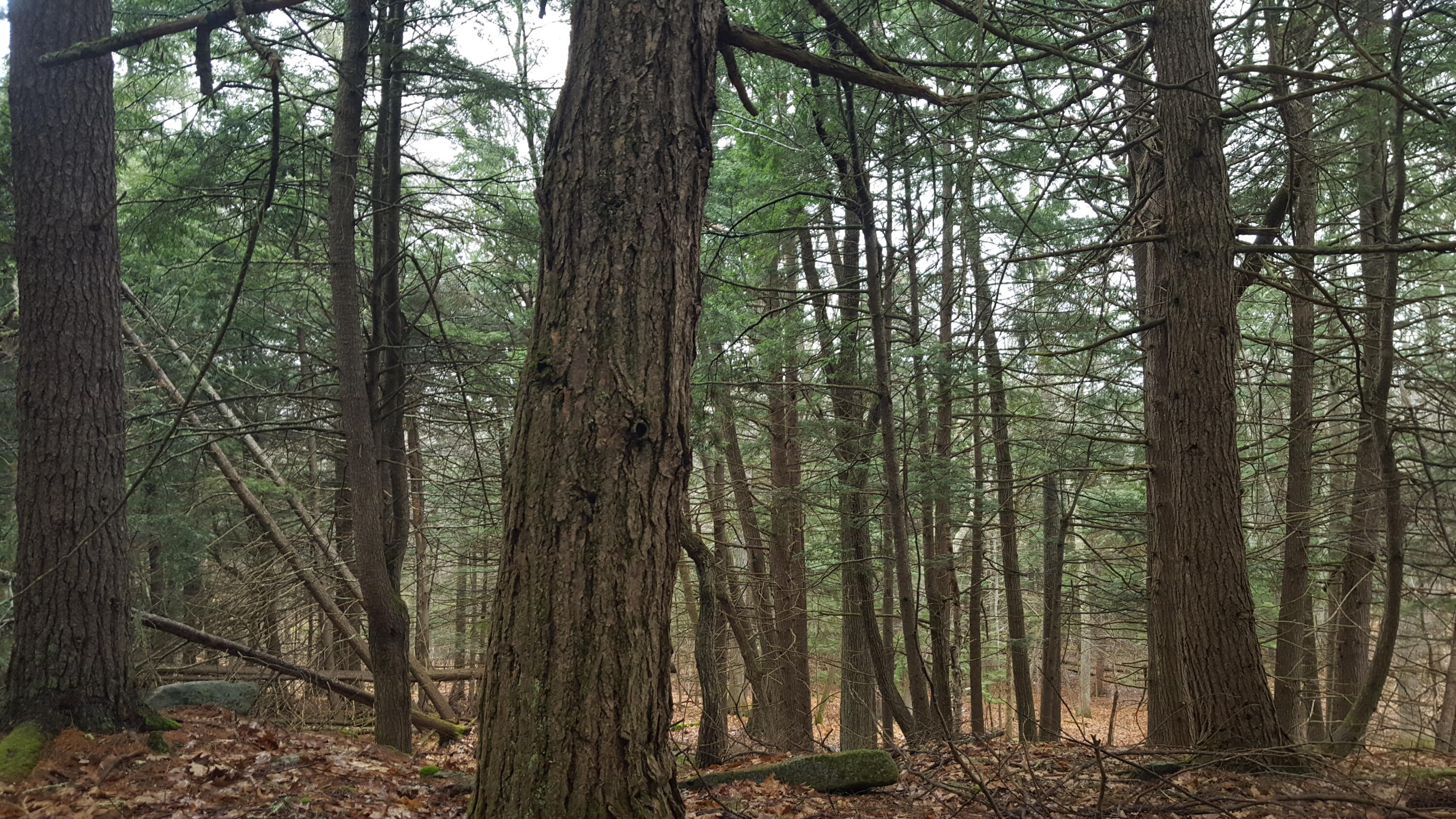 53 Johnson Road Windham ME 04062