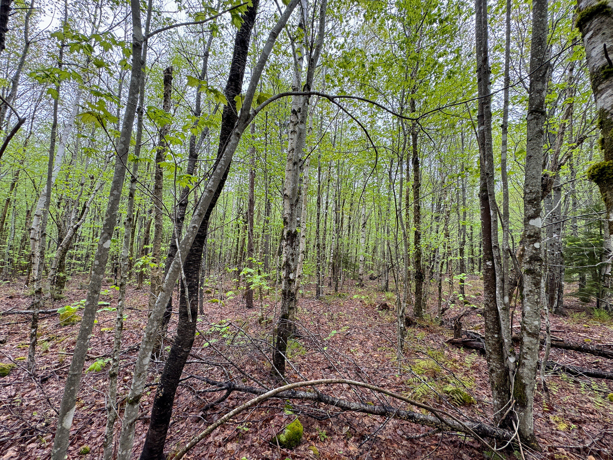 M7L16 Upper Pug Road W Lakeville ME 04487