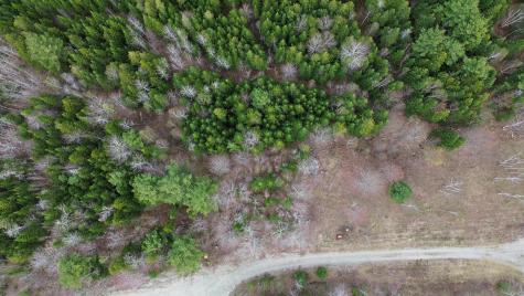 Lot 19 Bailey Mountain Road Franklin ME 04634