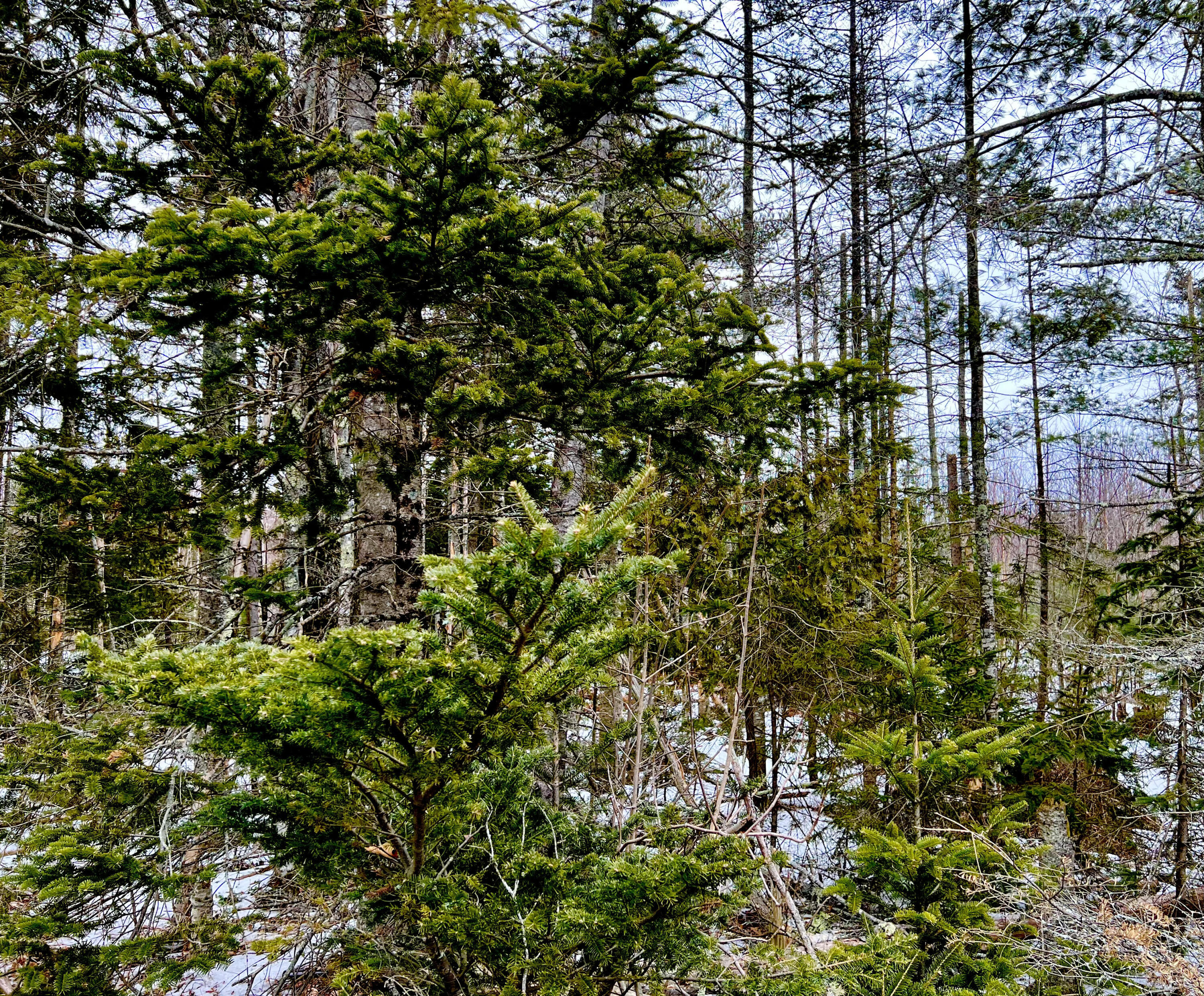 Lot 4 High Street Ellsworth ME 04605