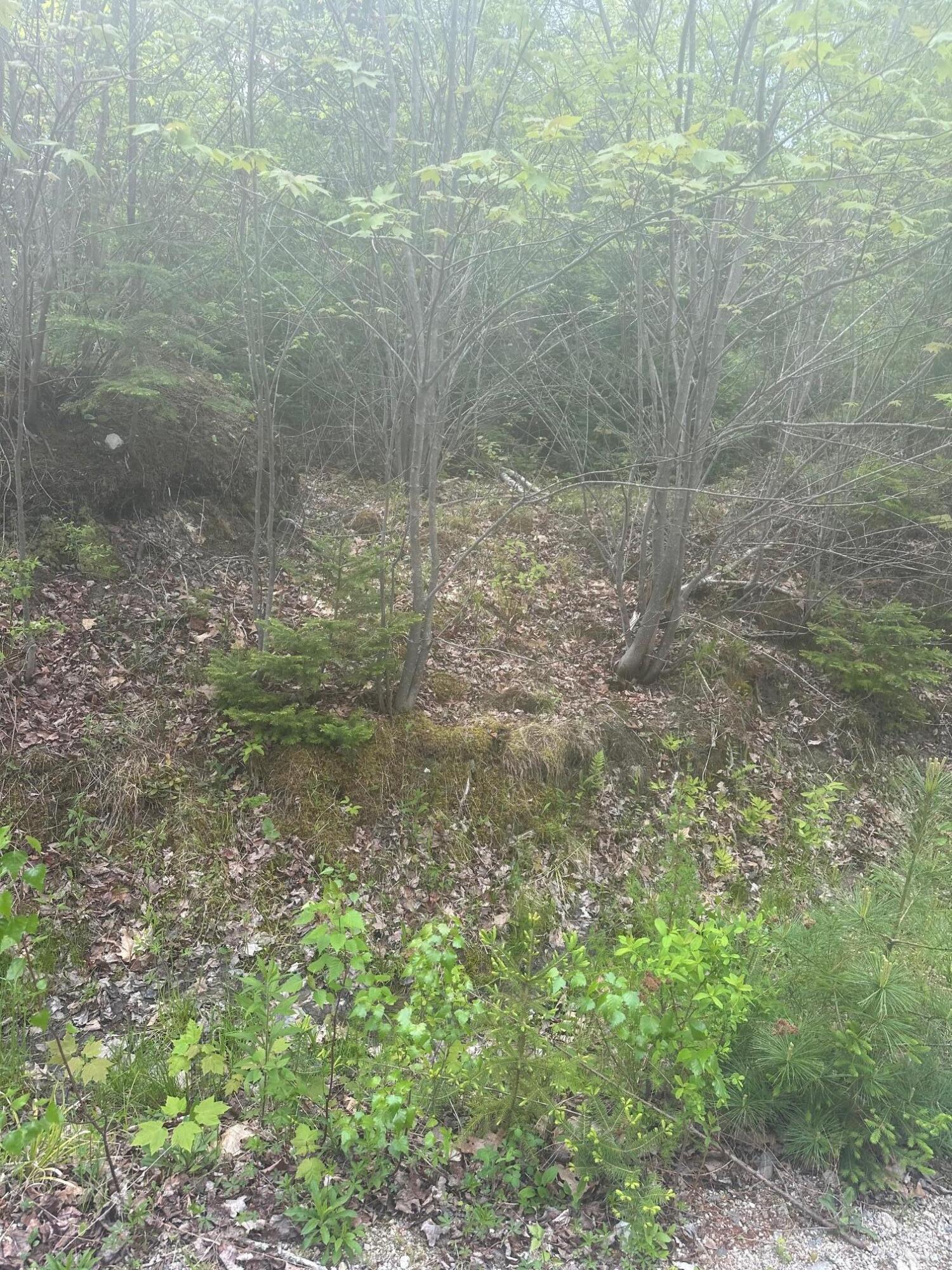 Lot 2 Morse District Road Road N Steuben ME 04680