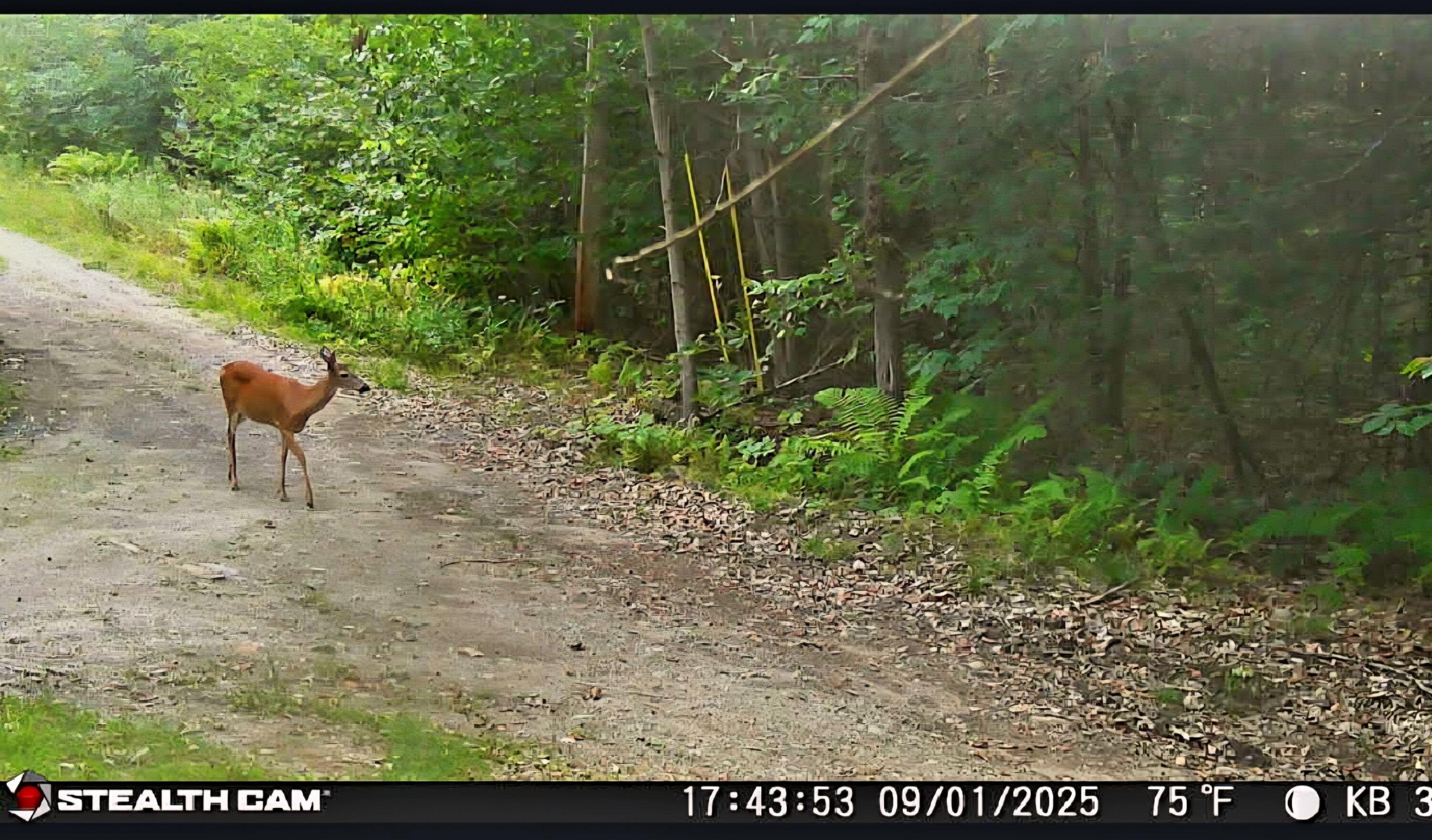 20 Kittridge Brook Road West Paris ME 04289