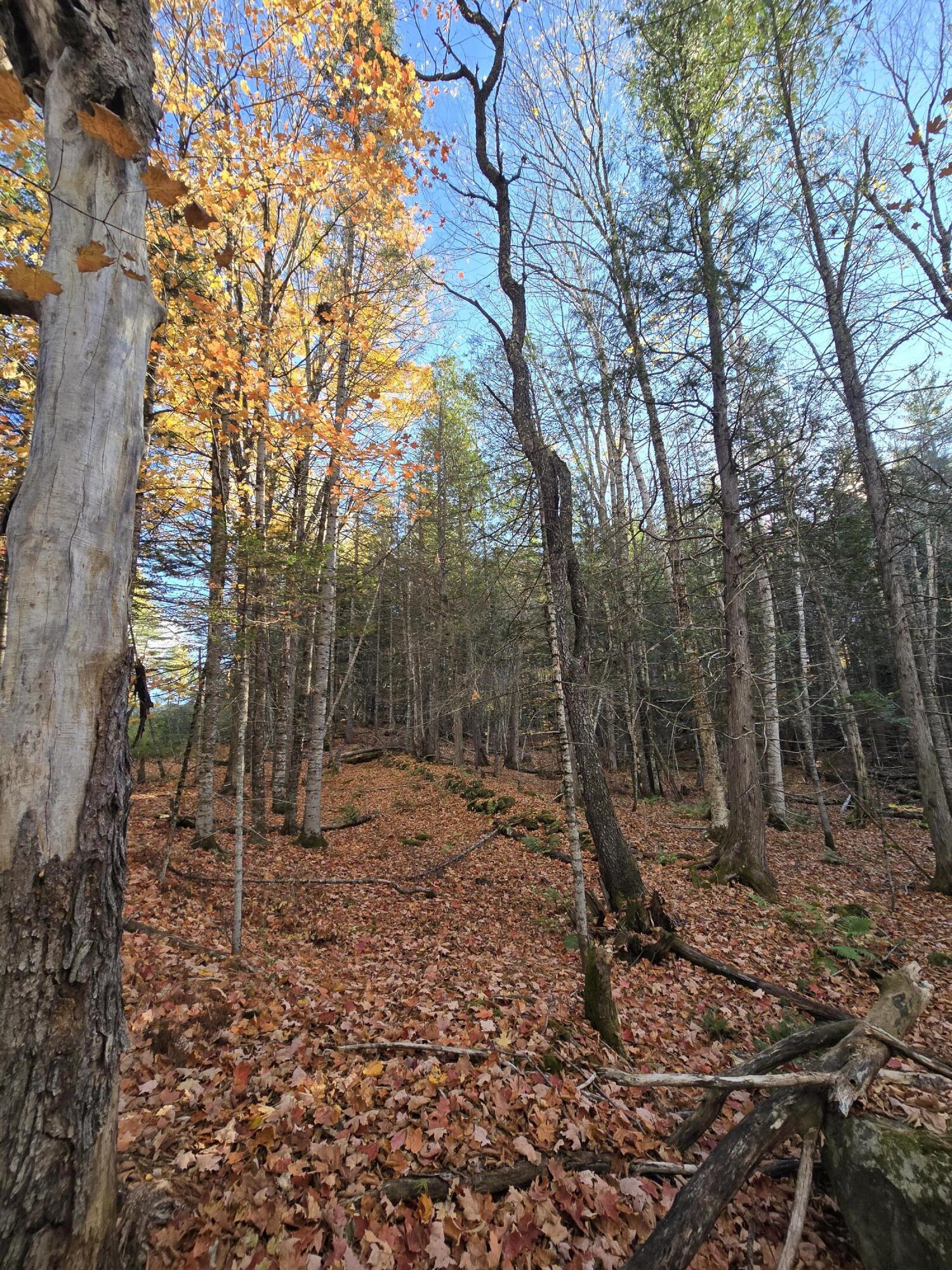 L49,50,53 Back Road Abbot ME 04406