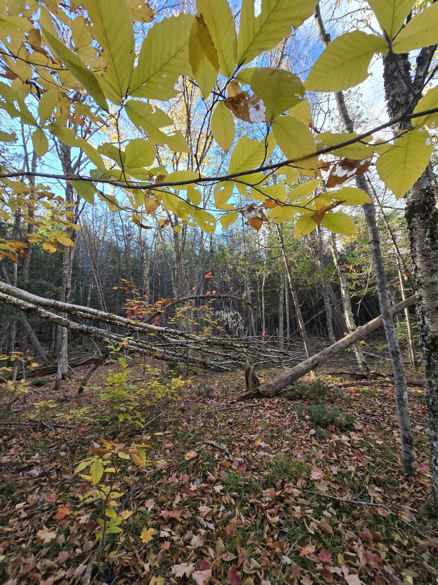 L49,50,53 Back Road Abbot ME 04406