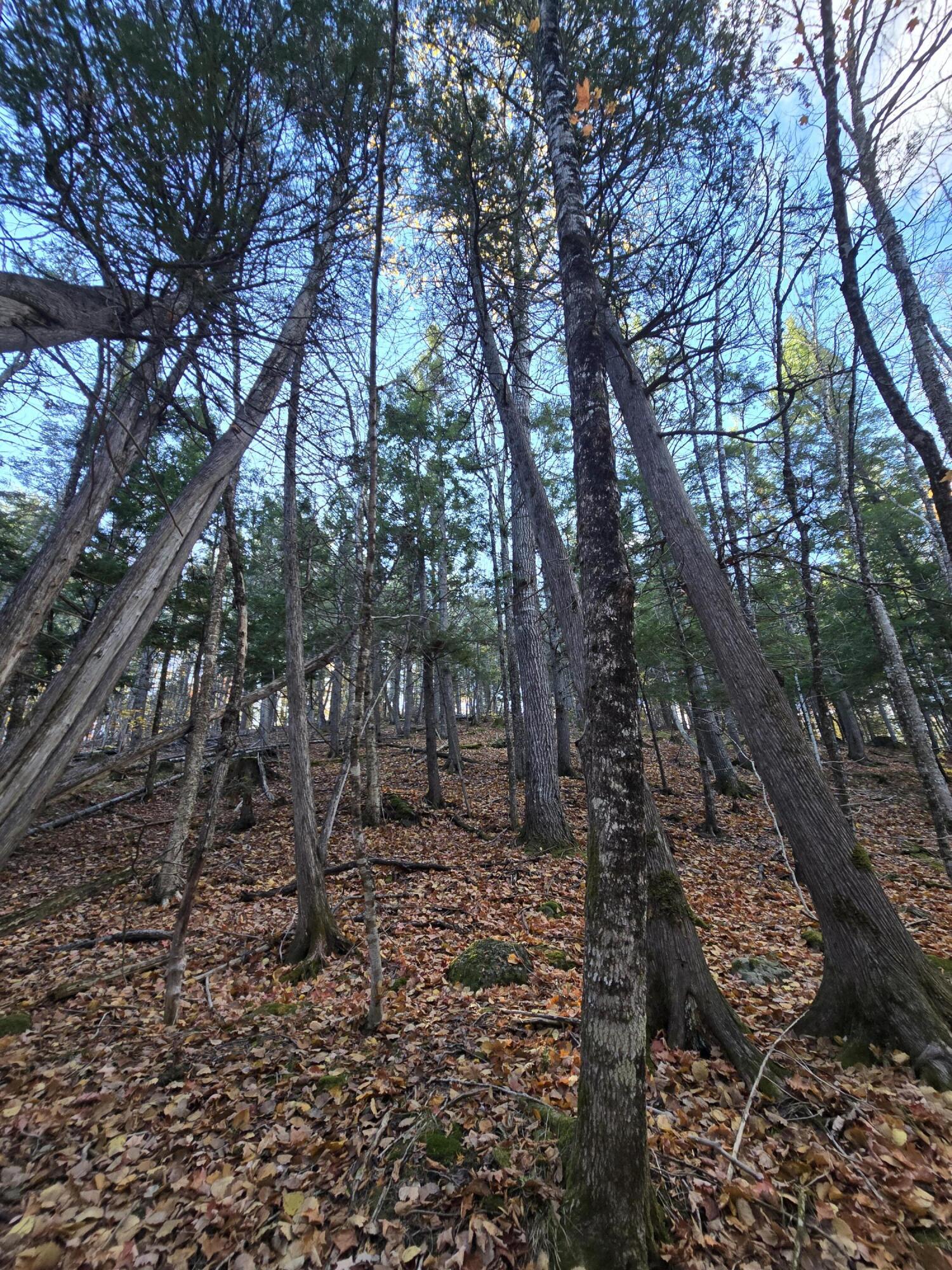 L49,50,53 Back Road Abbot ME 04406