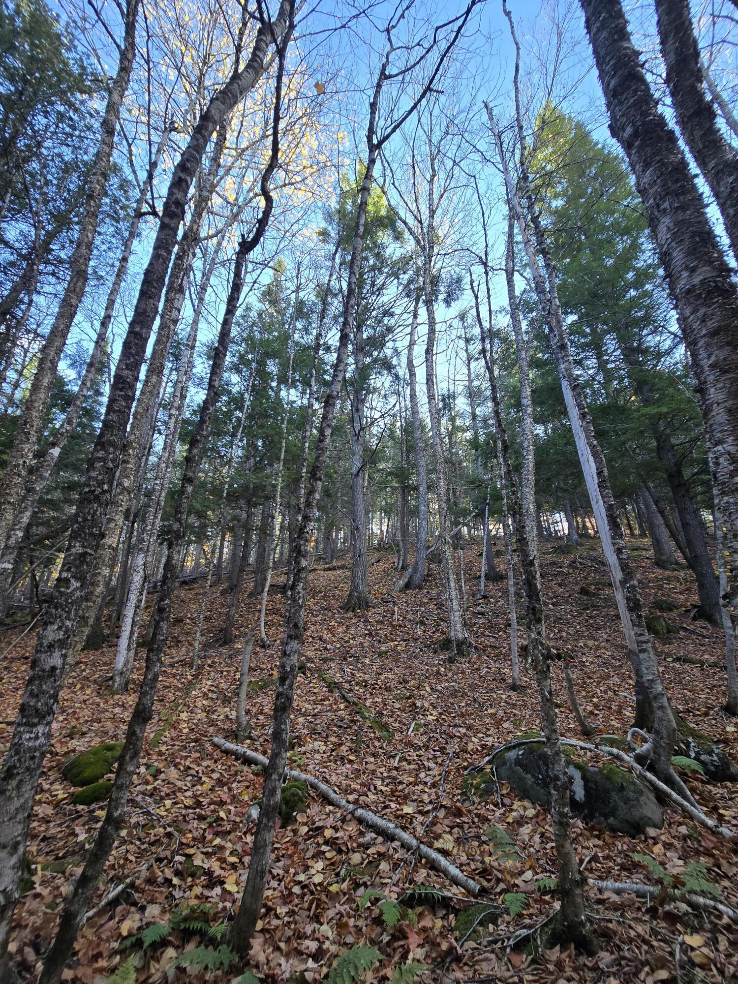 L49,50,53 Back Road Abbot ME 04406