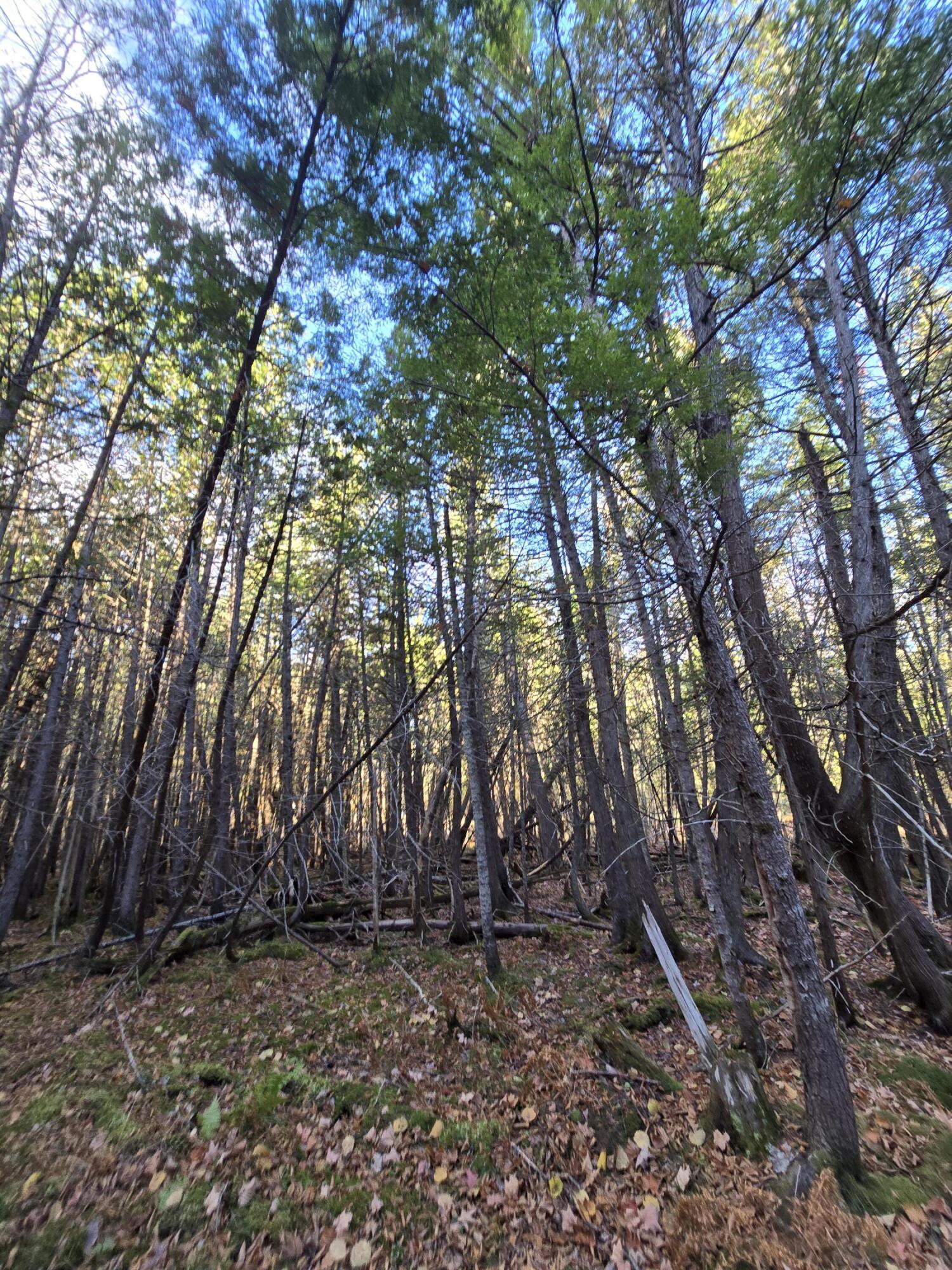 L49,50,53 Back Road Abbot ME 04406