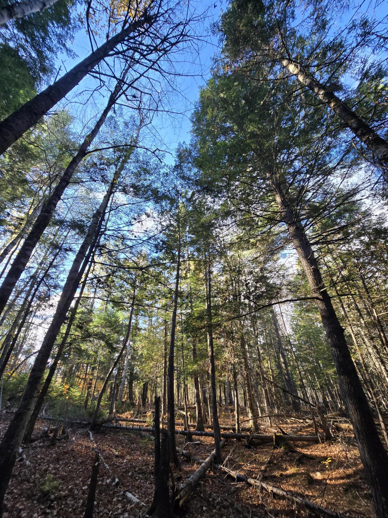 L49,50,53 Back Road Abbot ME 04406