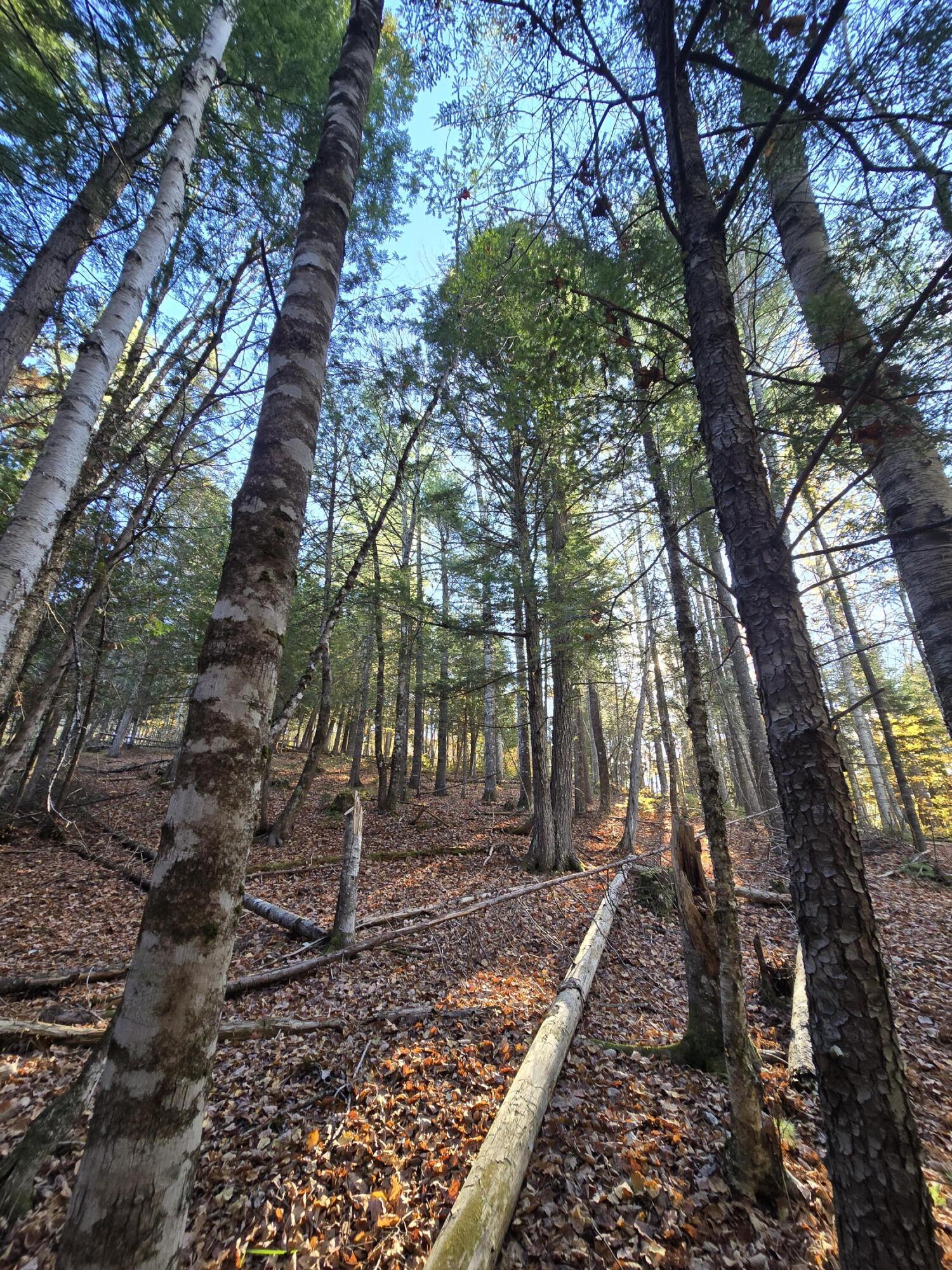 L49,50,53 Back Road Abbot ME 04406