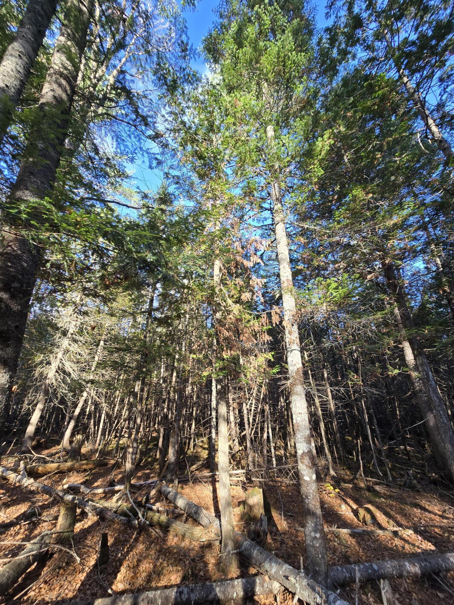 L49,50,53 Back Road Abbot ME 04406