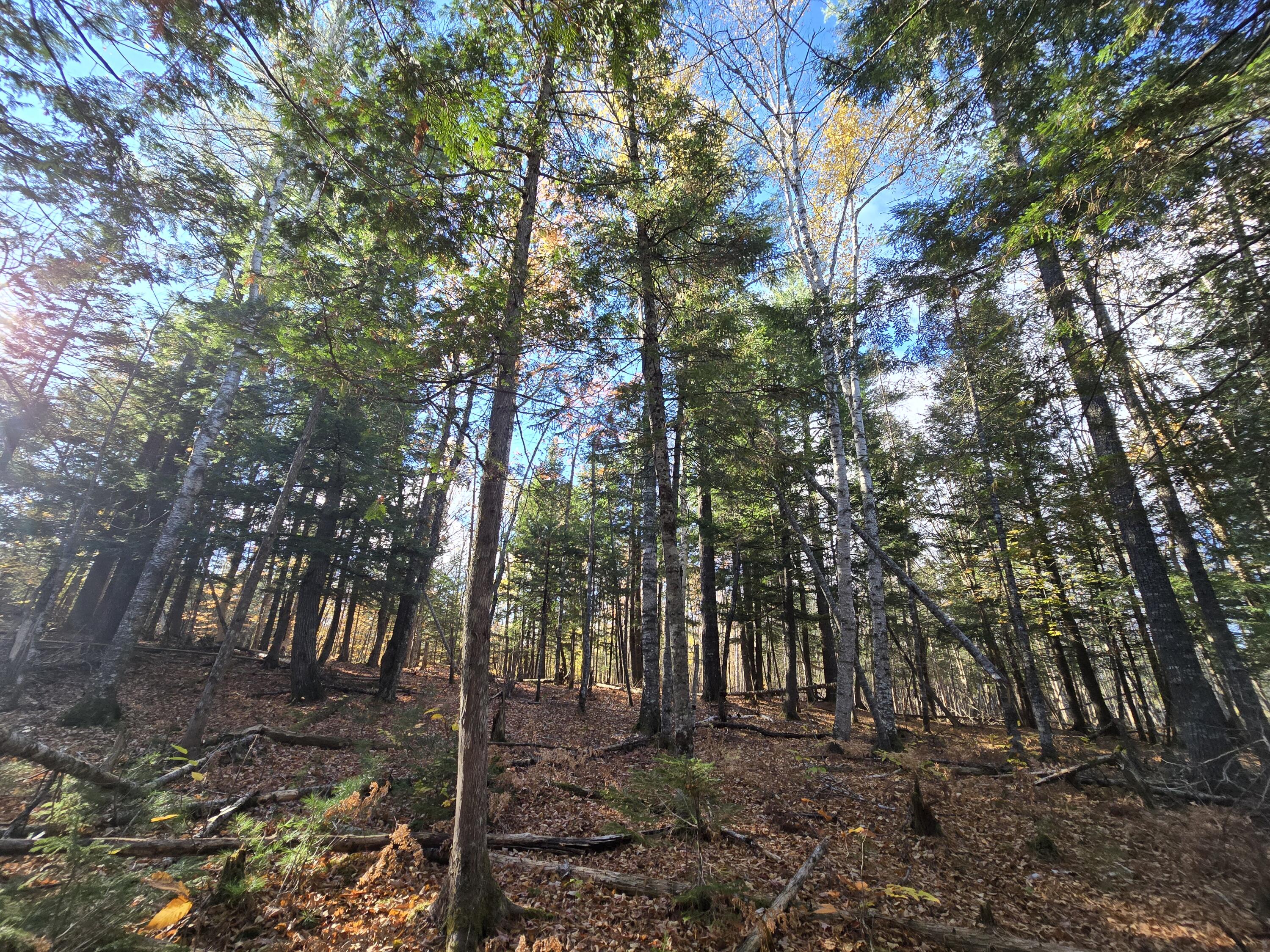 L49,50,53 Back Road Abbot ME 04406