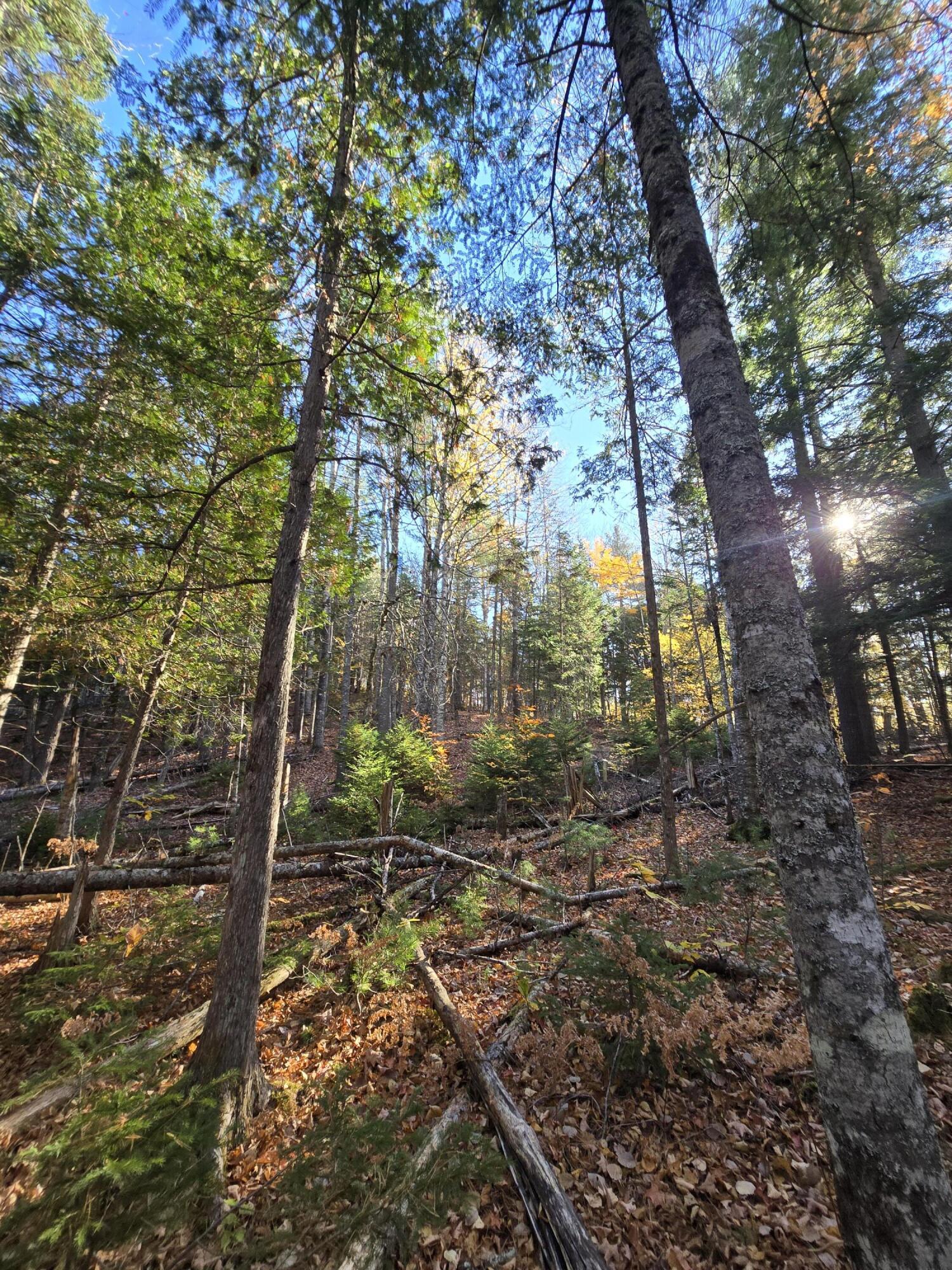 L49,50,53 Back Road Abbot ME 04406