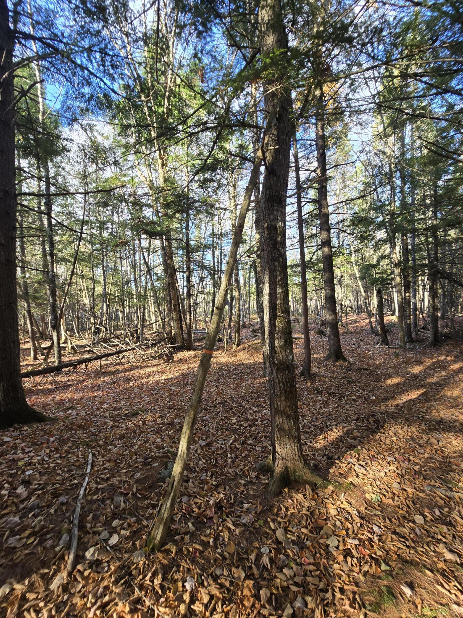 L49,50,53 Back Road Abbot ME 04406