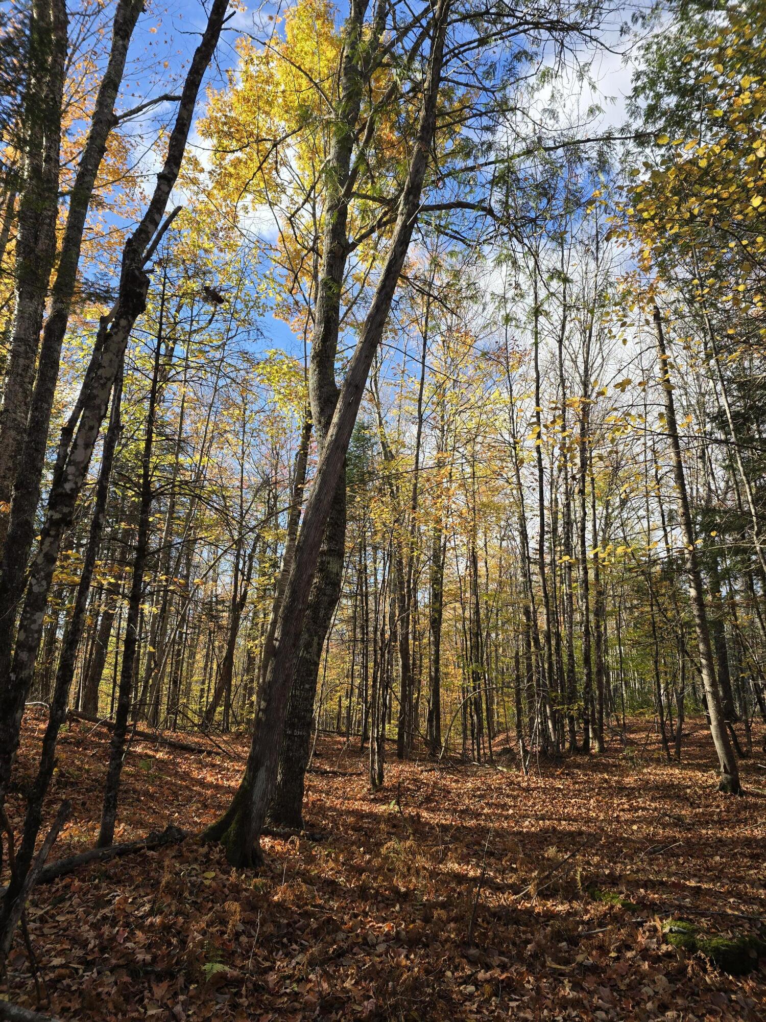 L49,50,53 Back Road Abbot ME 04406