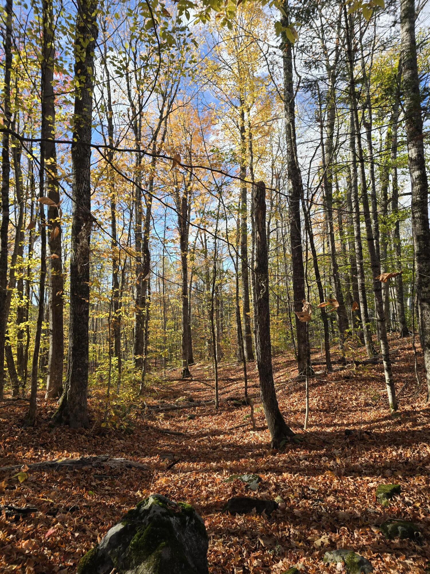 L49,50,53 Back Road Abbot ME 04406