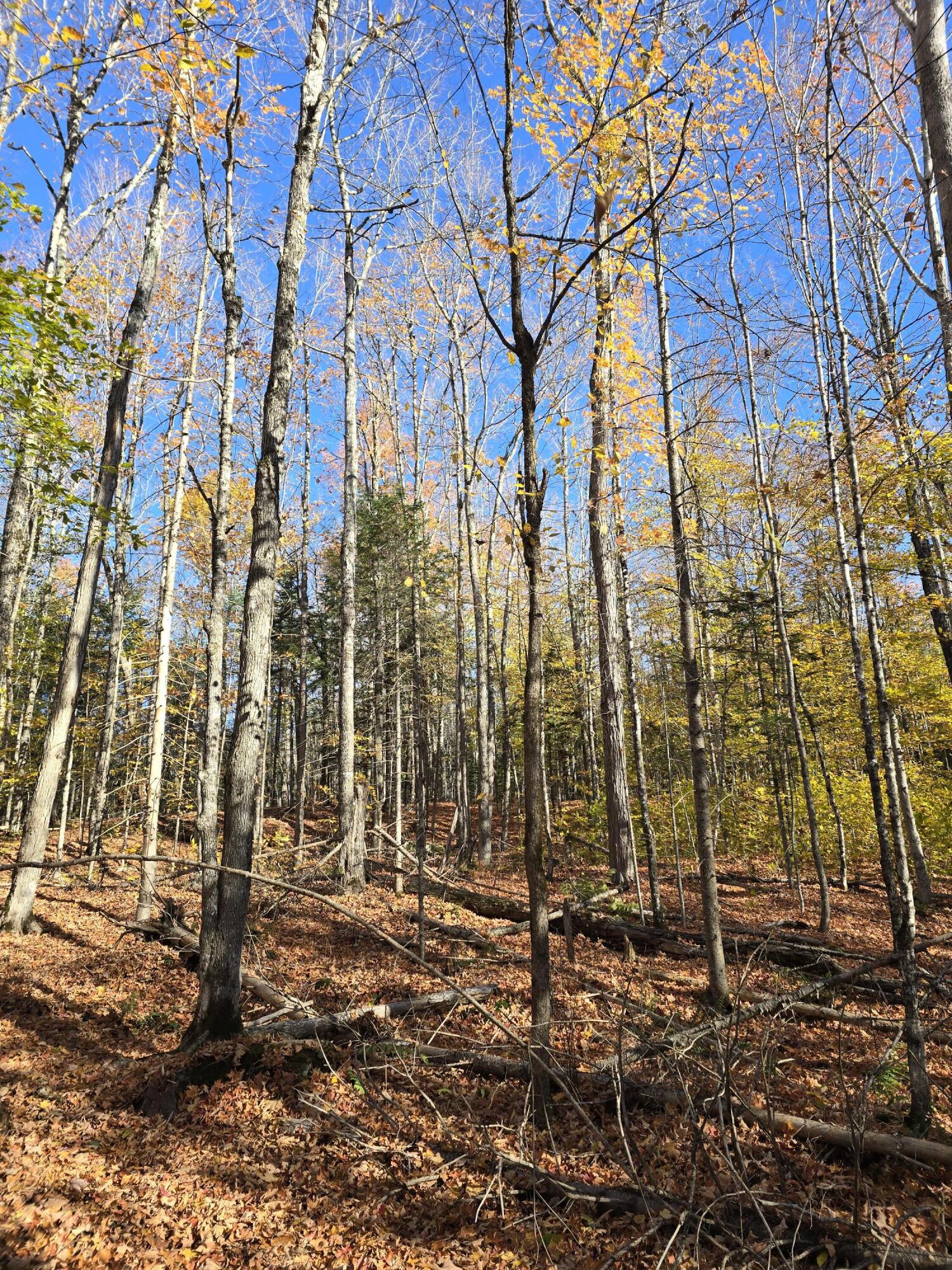 L49,50,53 Back Road Abbot ME 04406