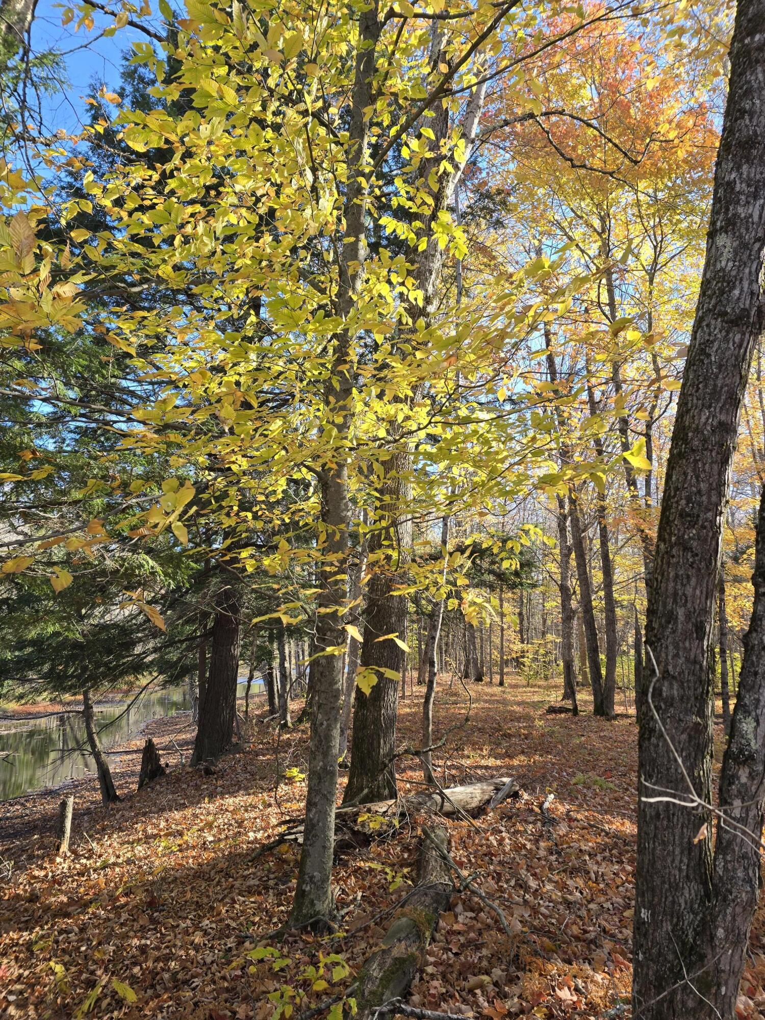 L49,50,53 Back Road Abbot ME 04406