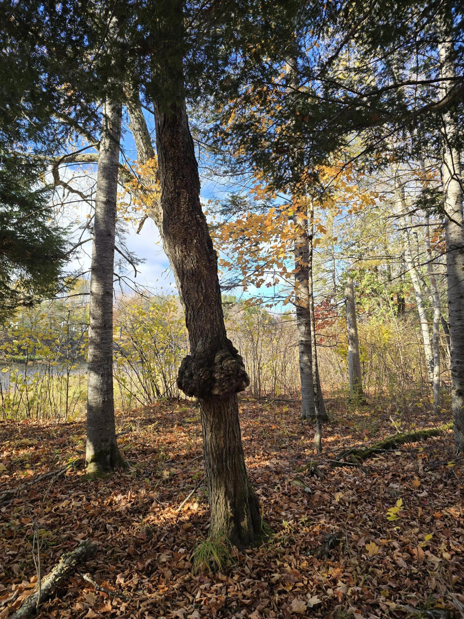 L49,50,53 Back Road Abbot ME 04406