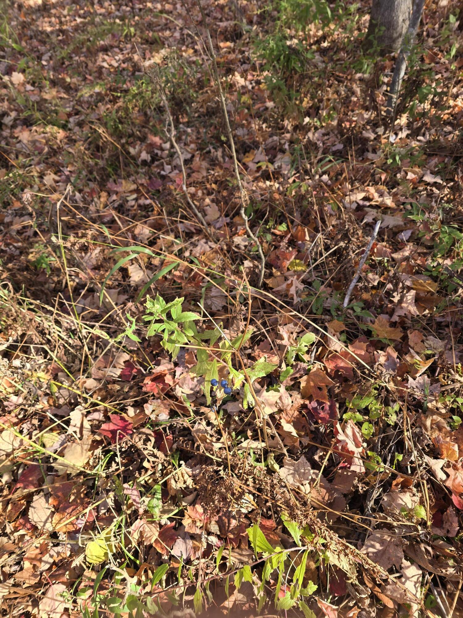 L49,50,53 Back Road Abbot ME 04406