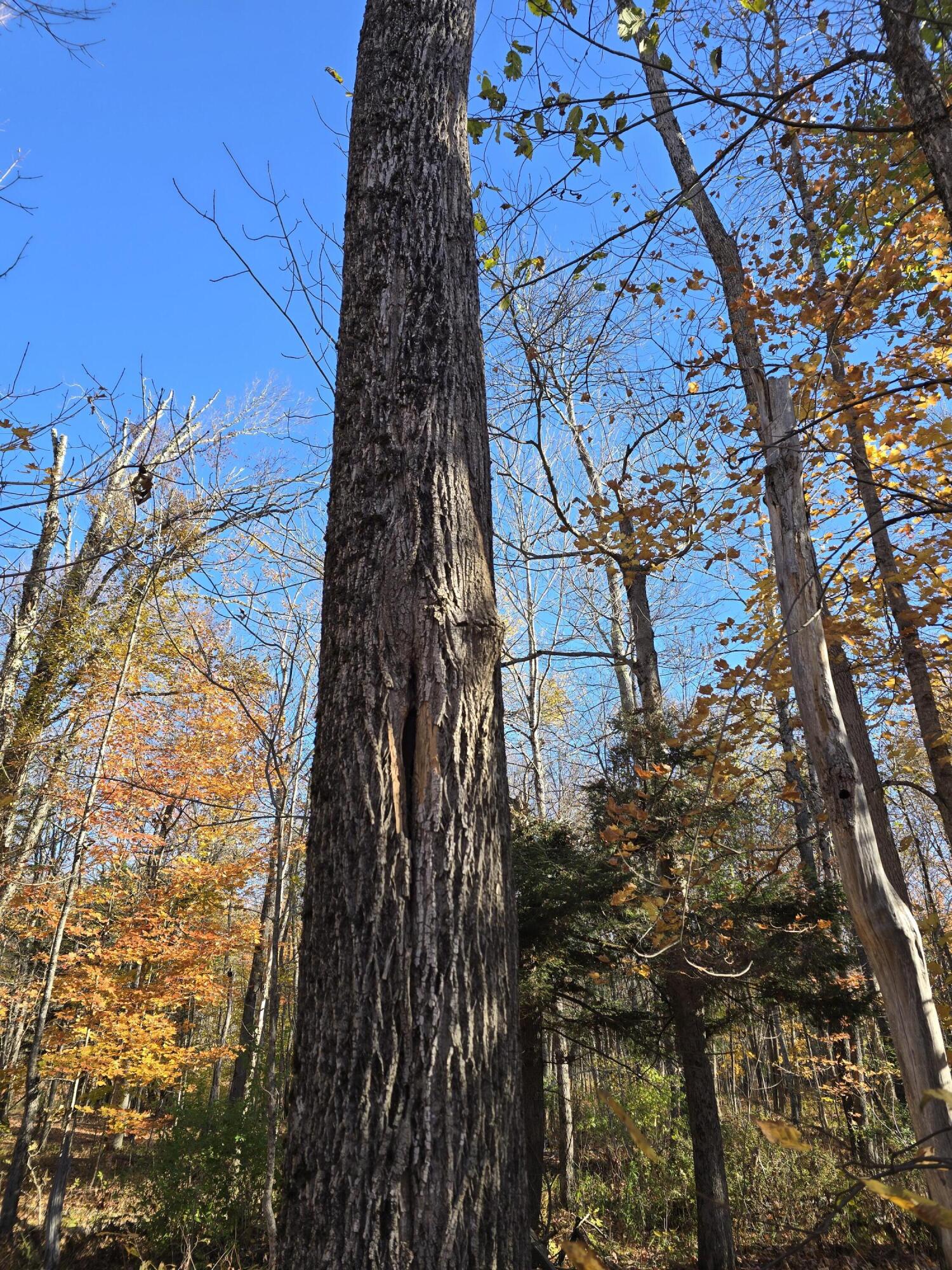 L49,50,53 Back Road Abbot ME 04406