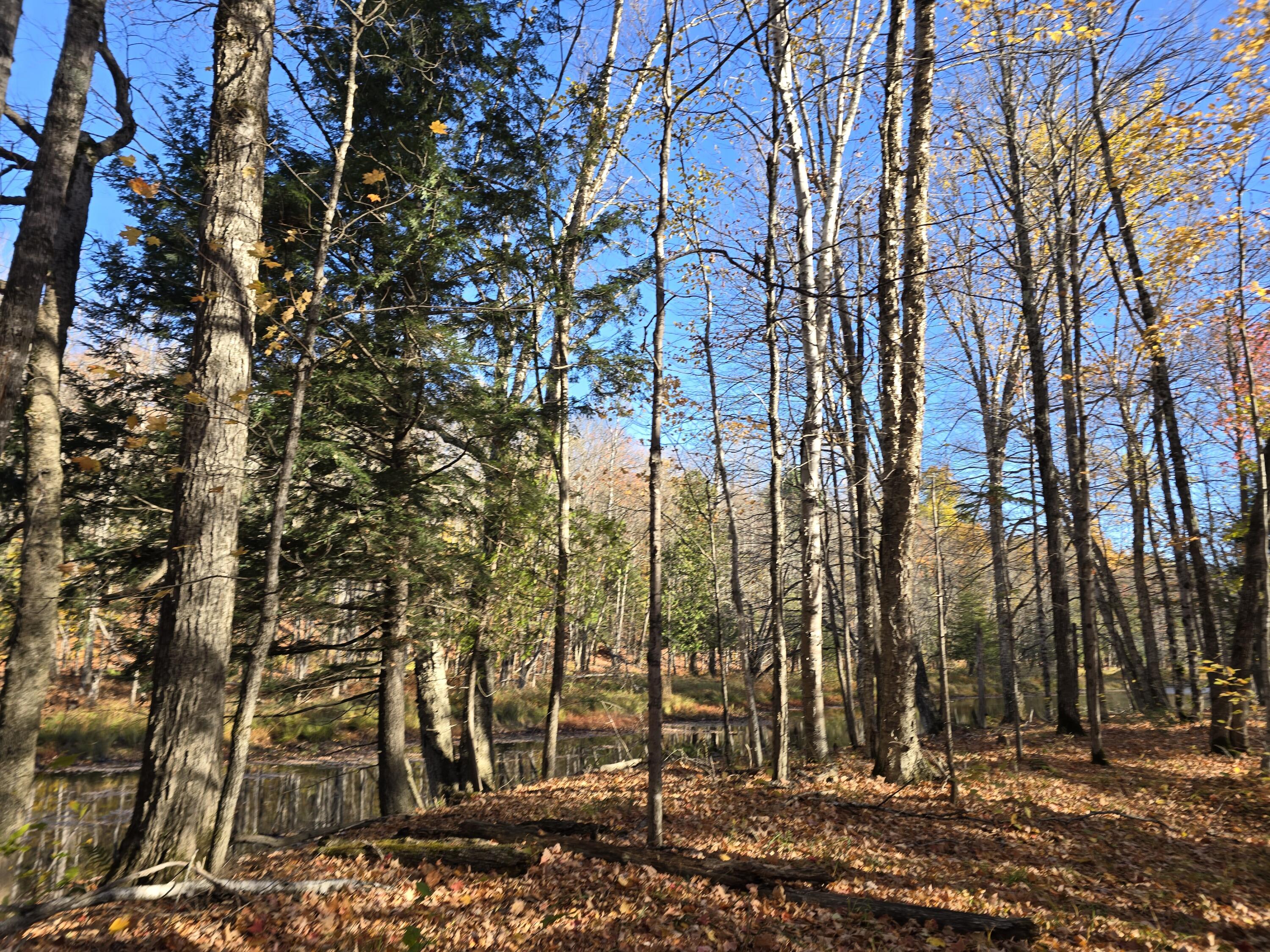 L49,50,53 Back Road Abbot ME 04406