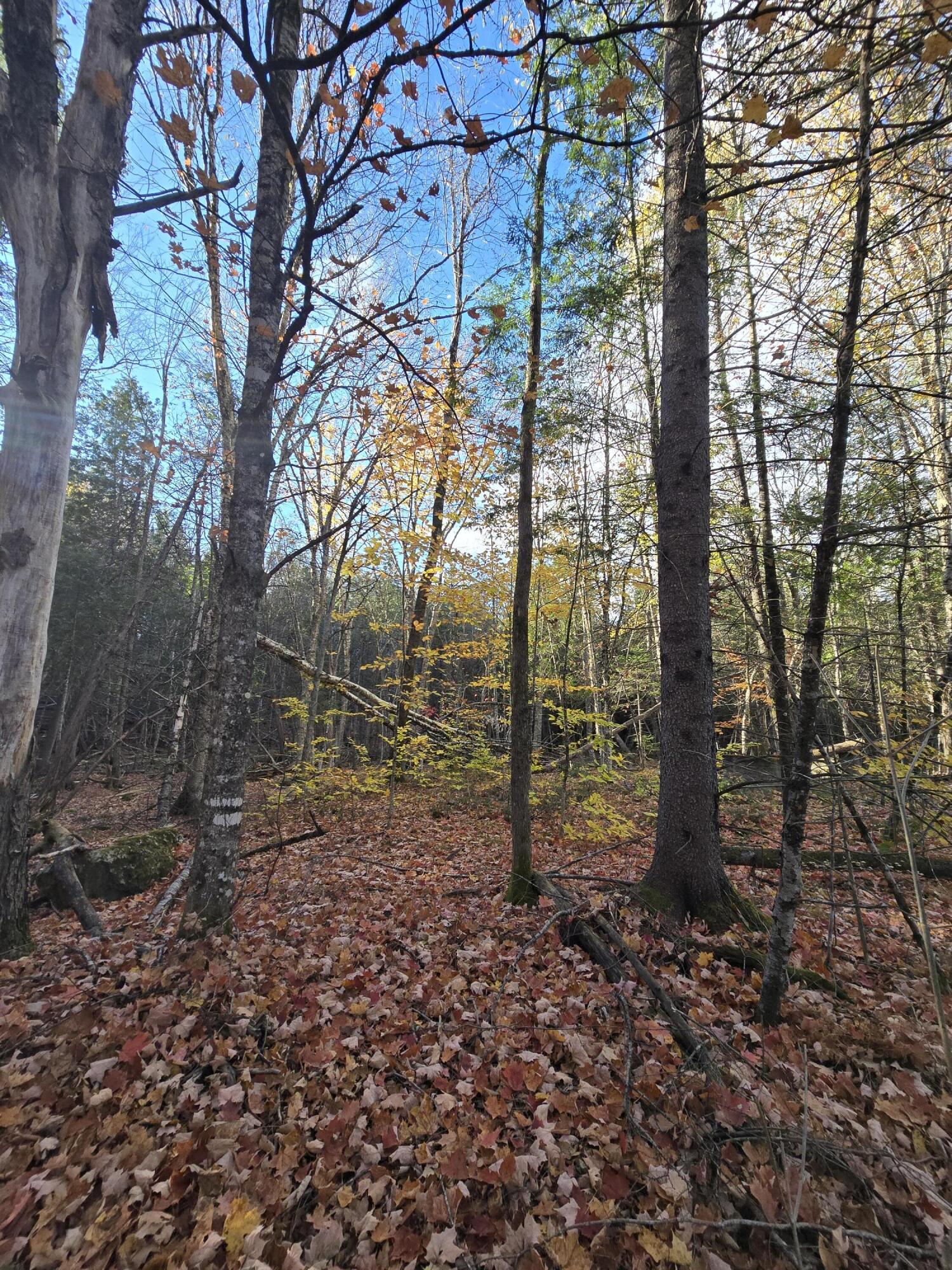 L49,50,53 Back Road Abbot ME 04406