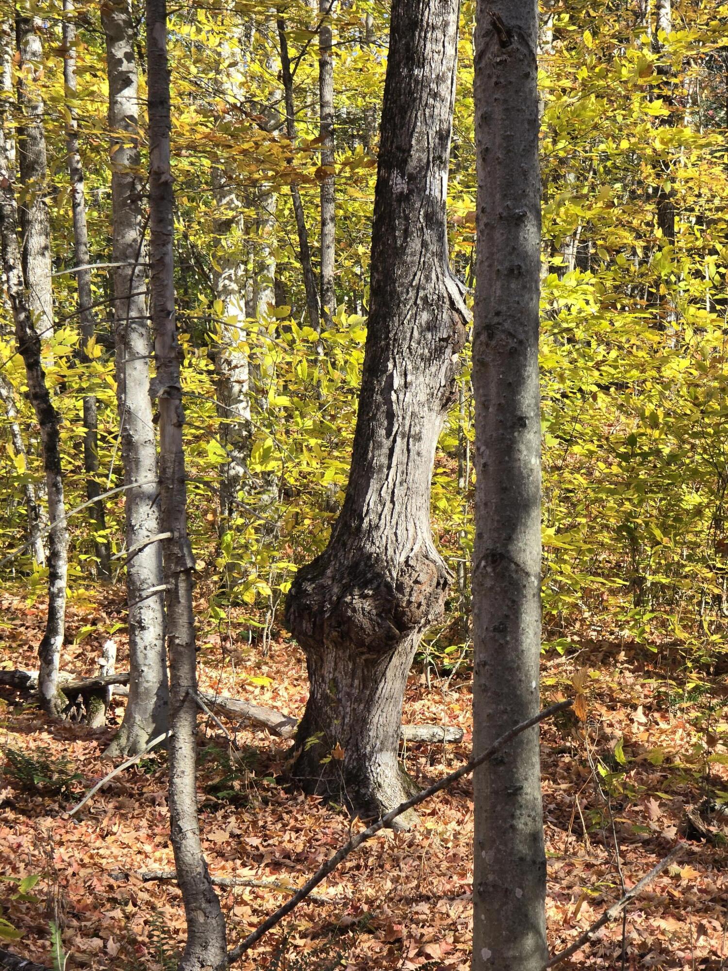 L49,50,53 Back Road Abbot ME 04406