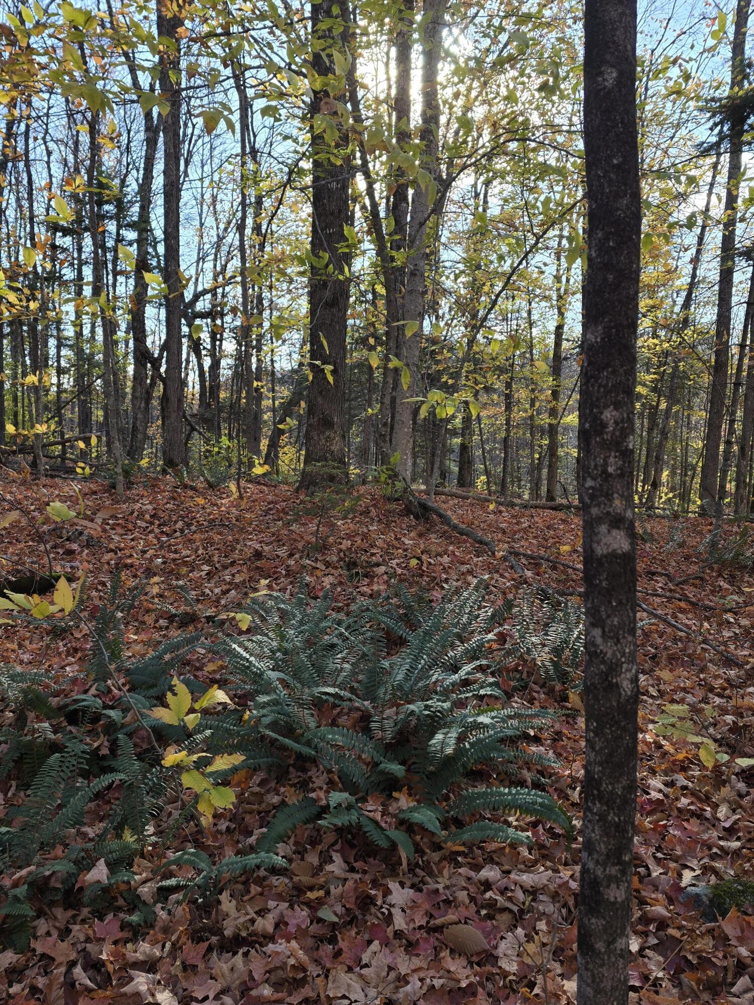 L49,50,53 Back Road Abbot ME 04406