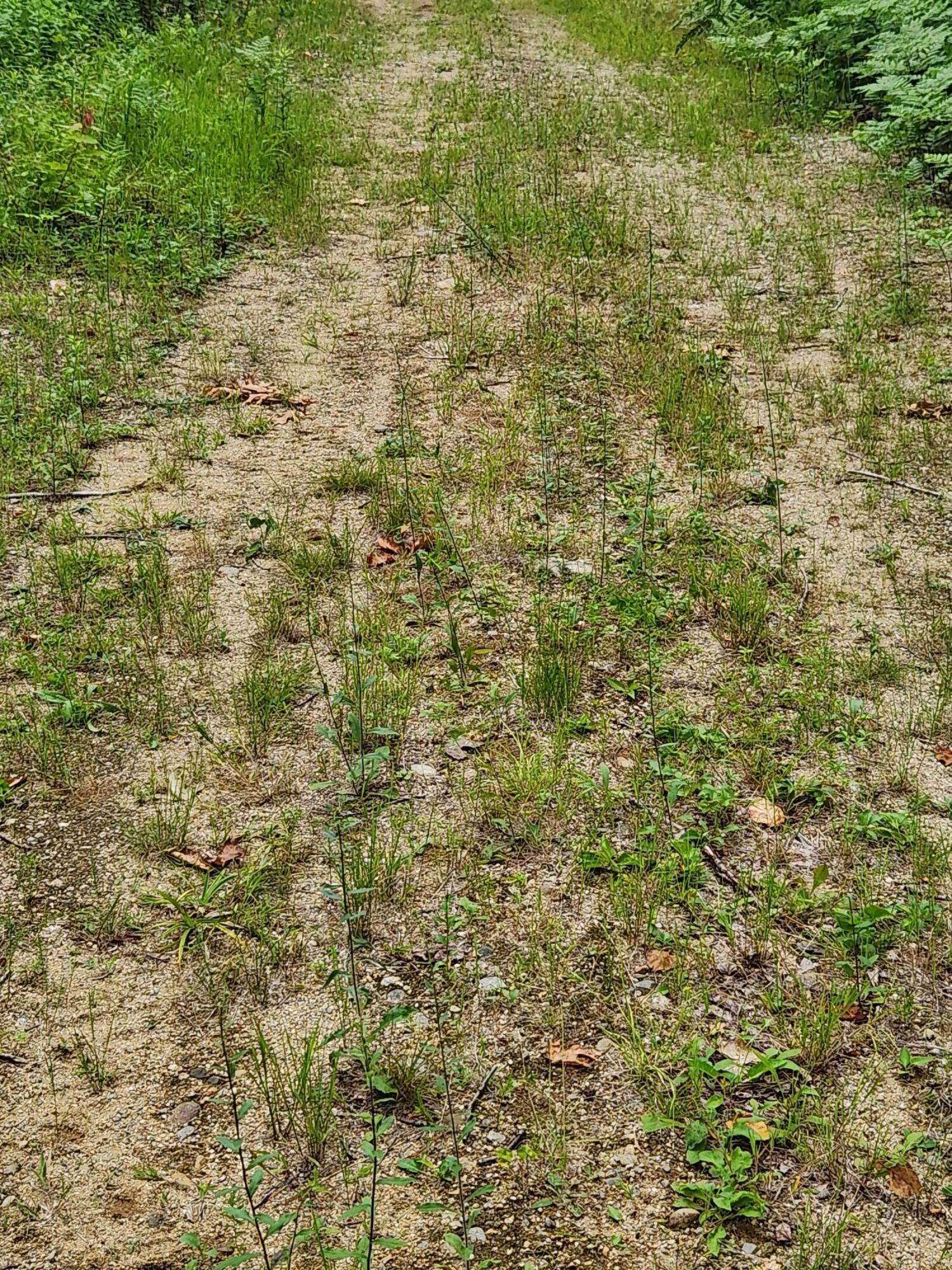 Lot C Fern Drive Buckfield ME 04220