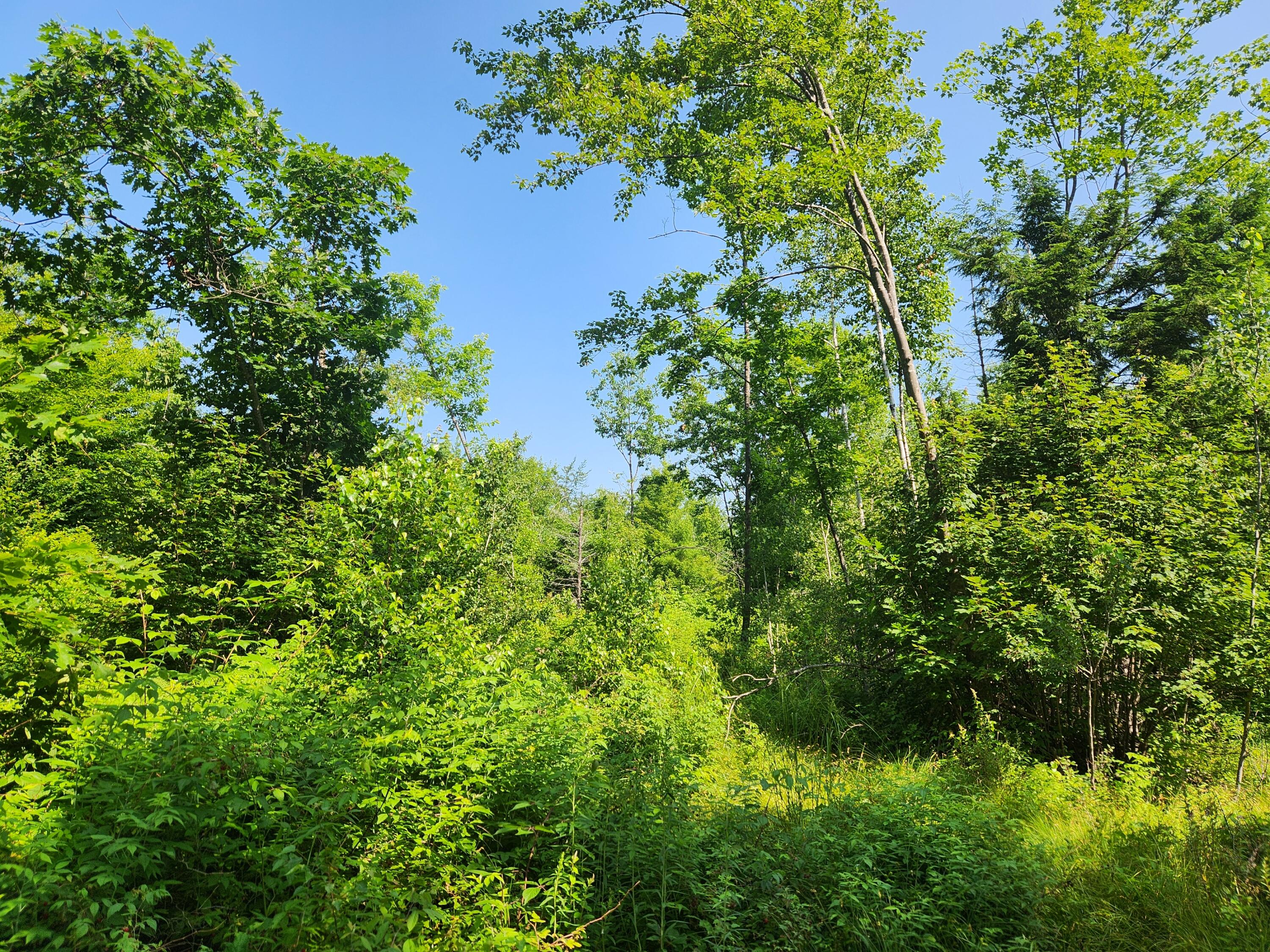 Lot C Fern Drive Buckfield ME 04220