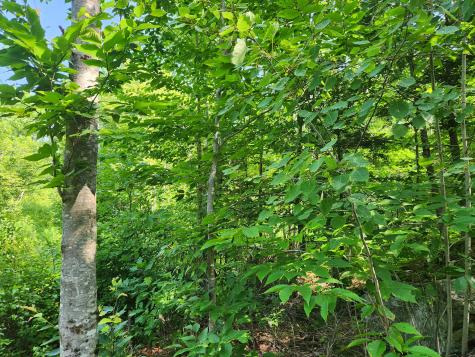 Lot C Fern Drive Buckfield ME 04220