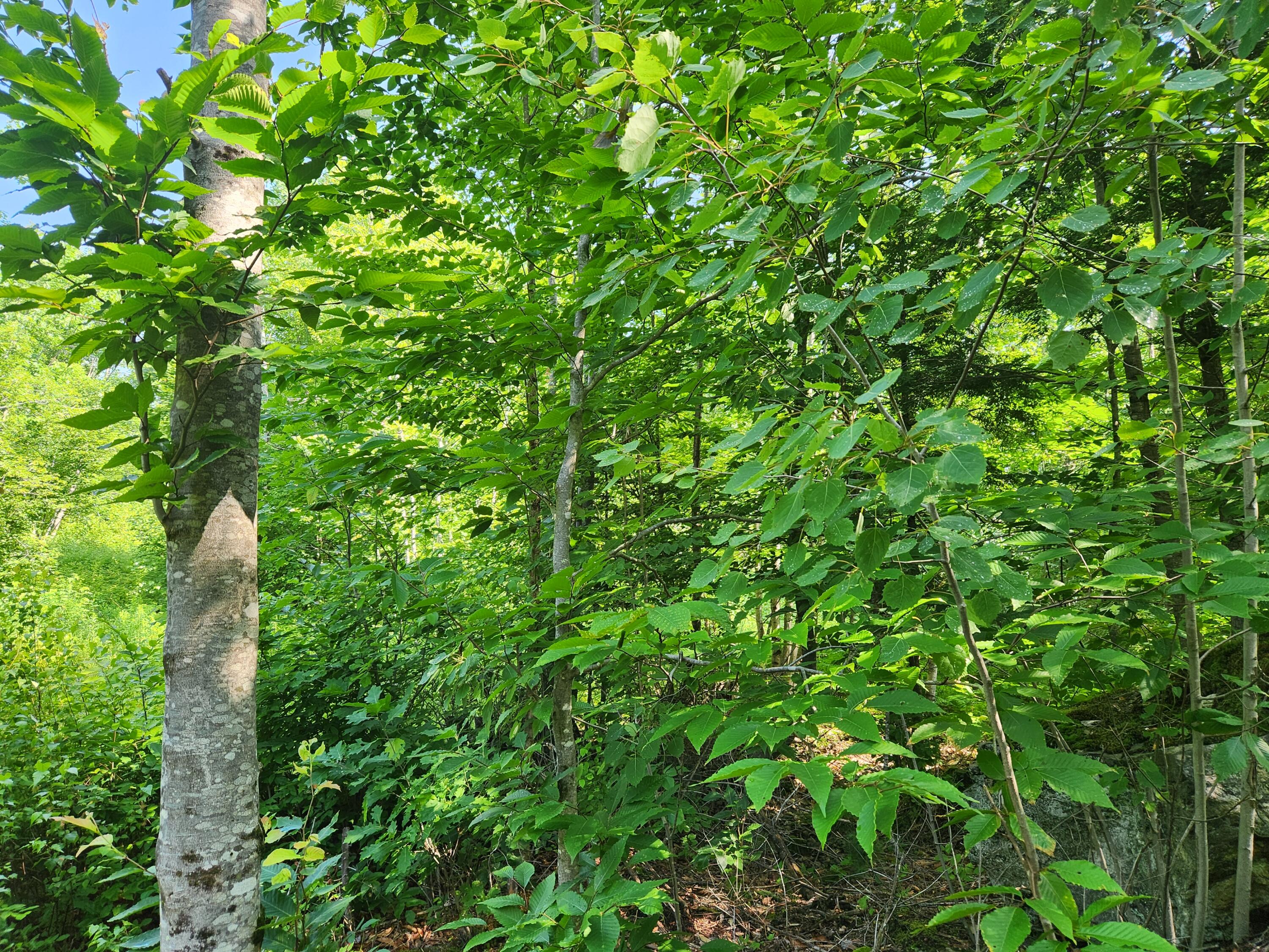 Lot C Fern Drive Buckfield ME 04220