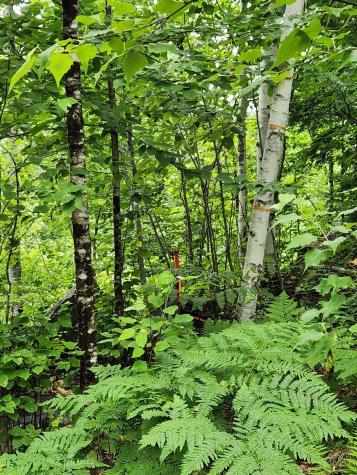 Lot C Fern Drive Buckfield ME 04220