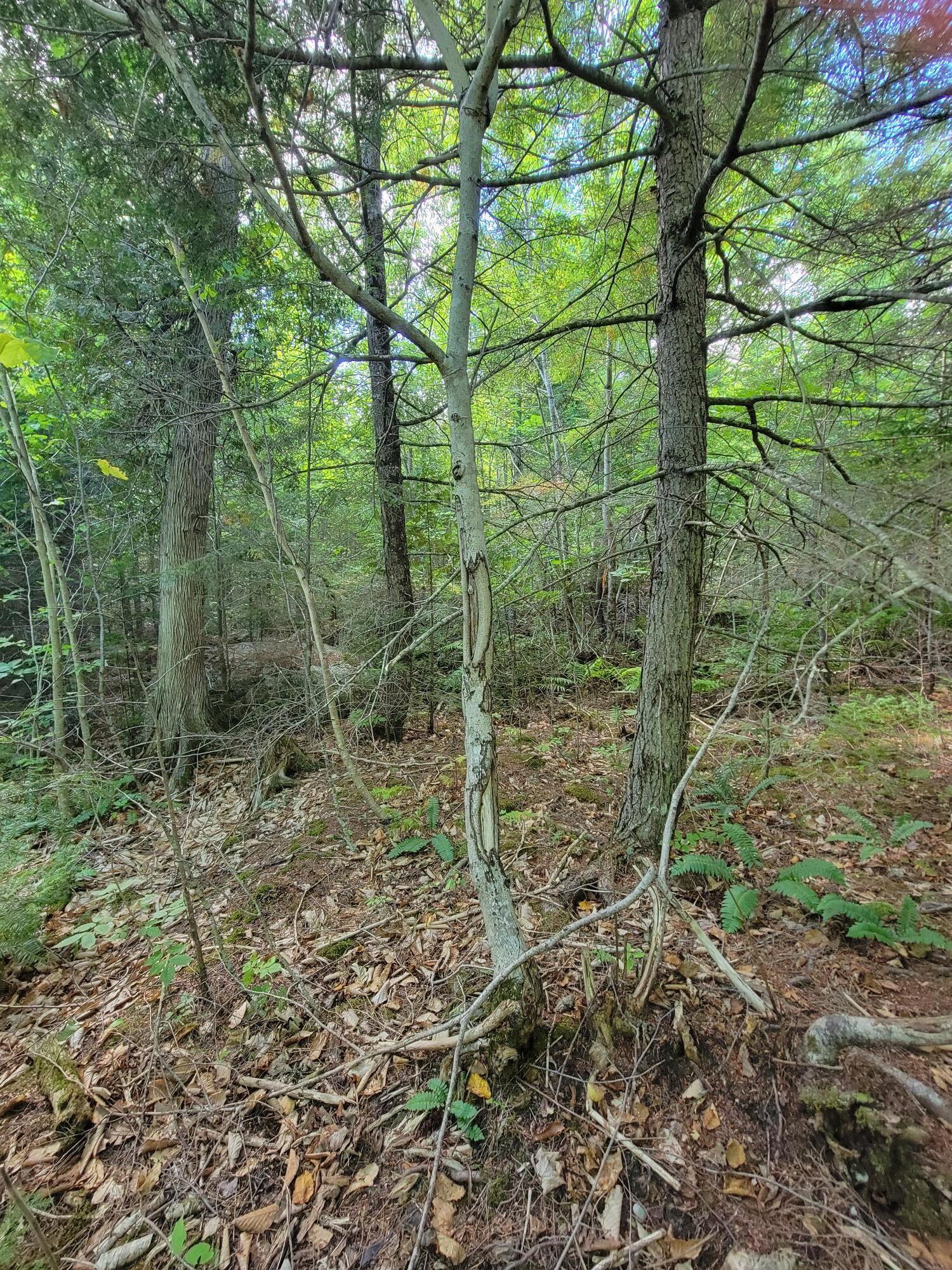 B-2BACKLOT Pioneer Path Aurora ME 04605