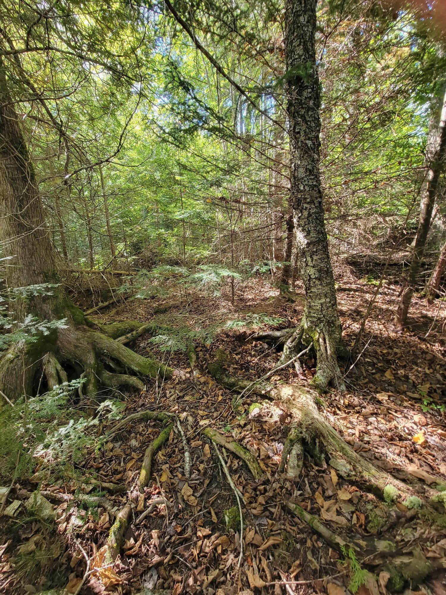 B-2BACKLOT Pioneer Path Aurora ME 04605