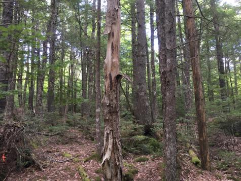 B-2BACKLOT Pioneer Path Aurora ME 04605