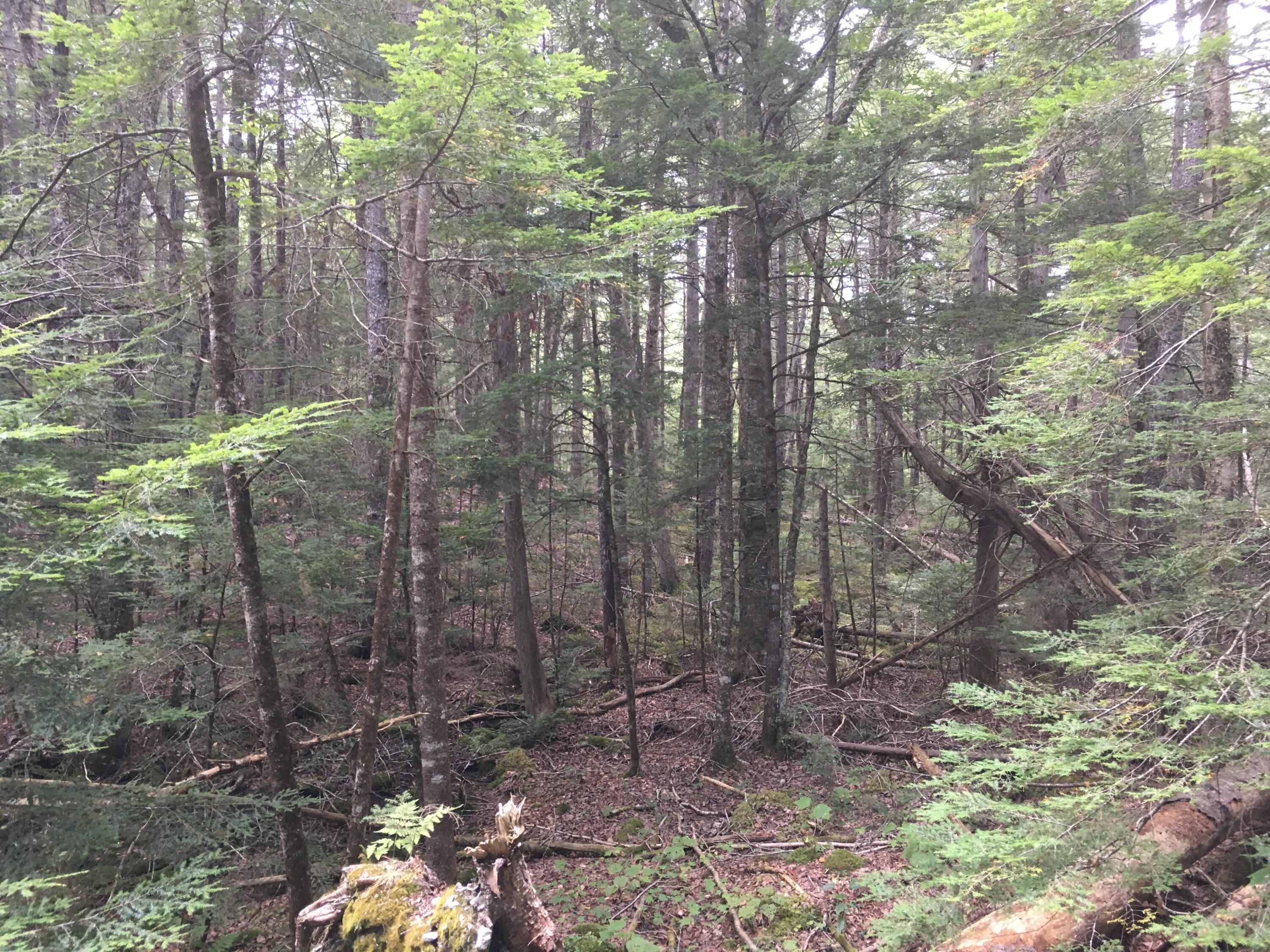 B-2BACKLOT Pioneer Path Aurora ME 04605