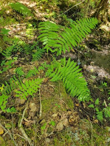 B-2BACKLOT Pioneer Path Aurora ME 04605