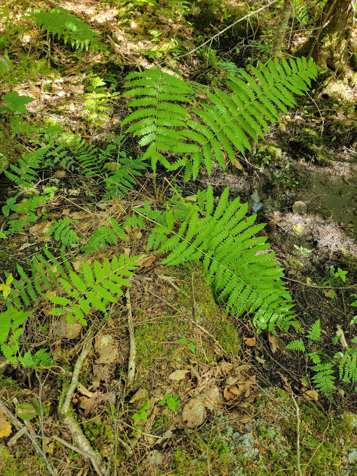 B-2BACKLOT Pioneer Path Aurora ME 04605