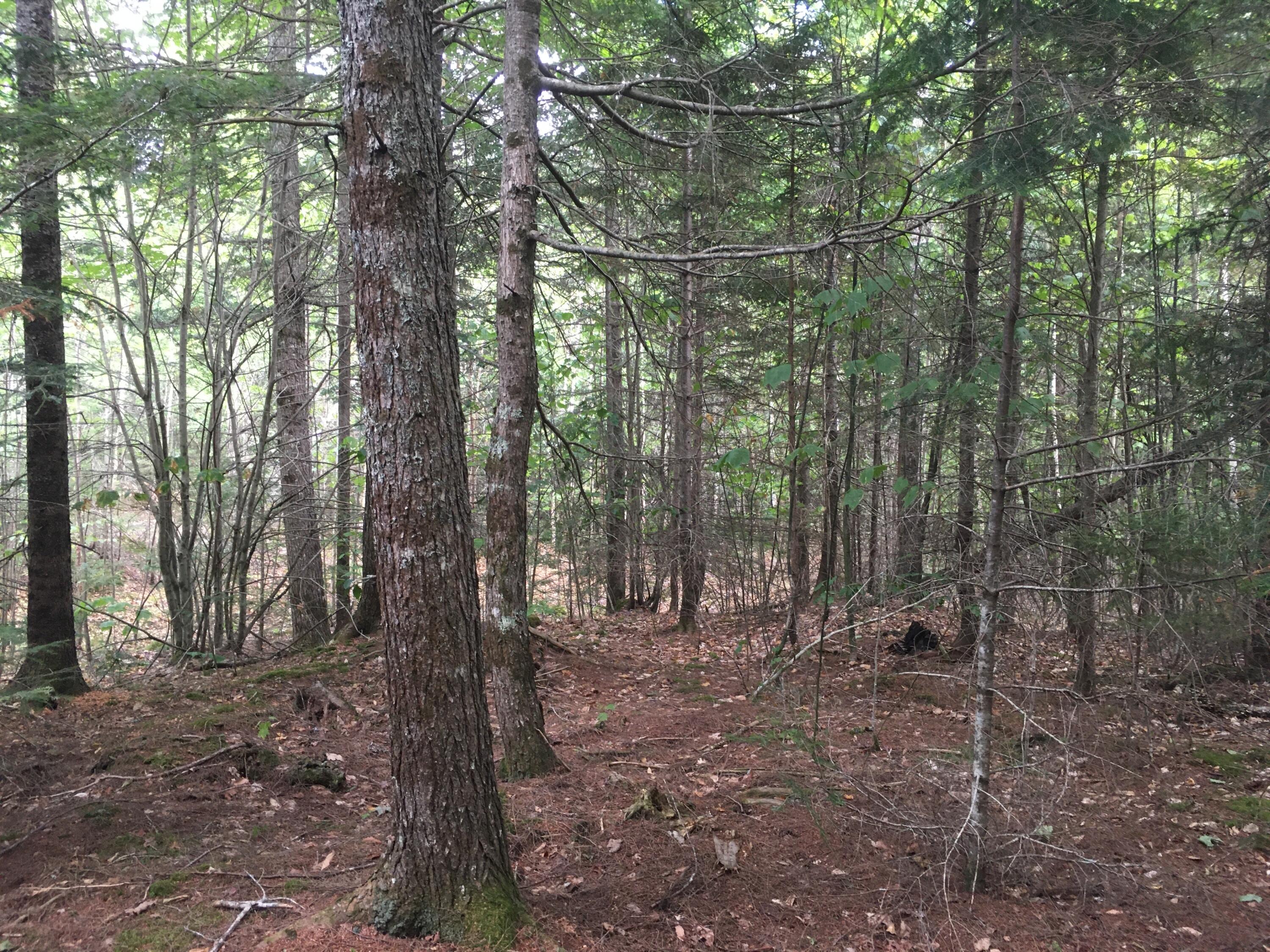 B-2BACKLOT Pioneer Path Aurora ME 04605