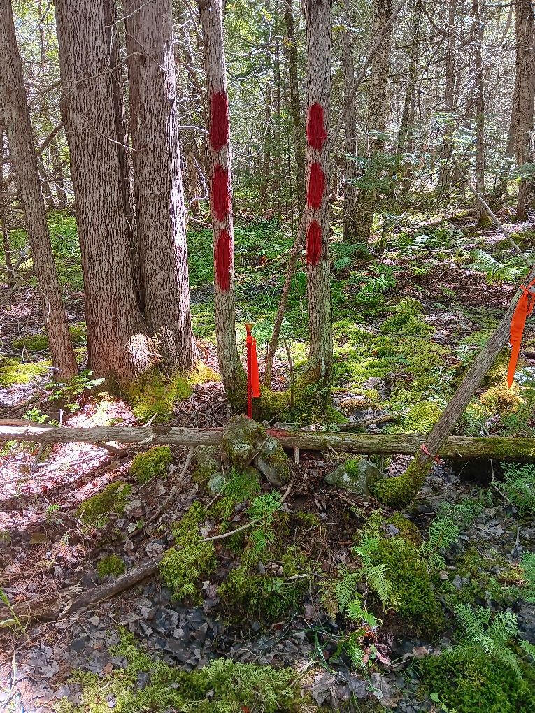 0 Swamp Road Gouldsboro ME 04607