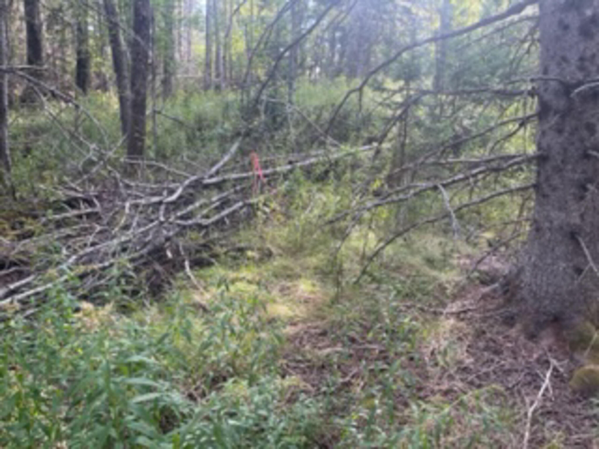 M40L85 Lyons Road Lubec ME 04652