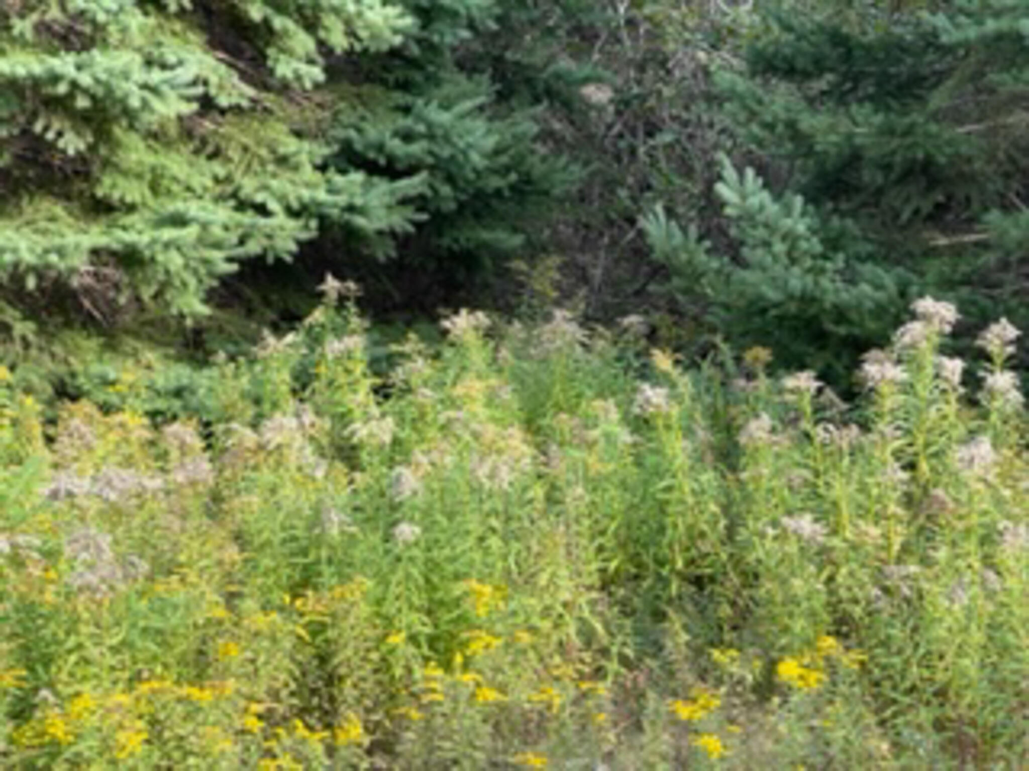 M40L85 Lyons Road Lubec ME 04652