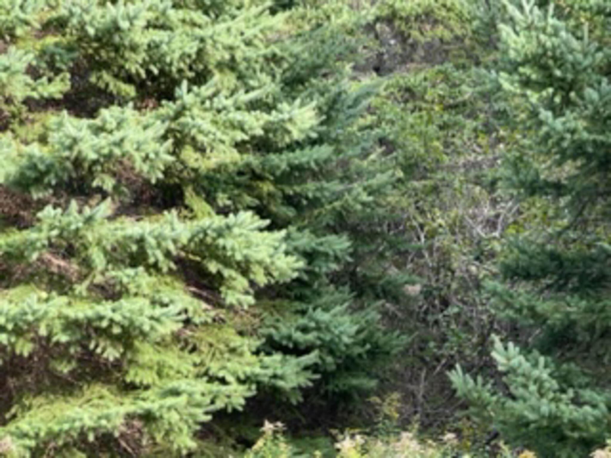 M40L85 Lyons Road Lubec ME 04652