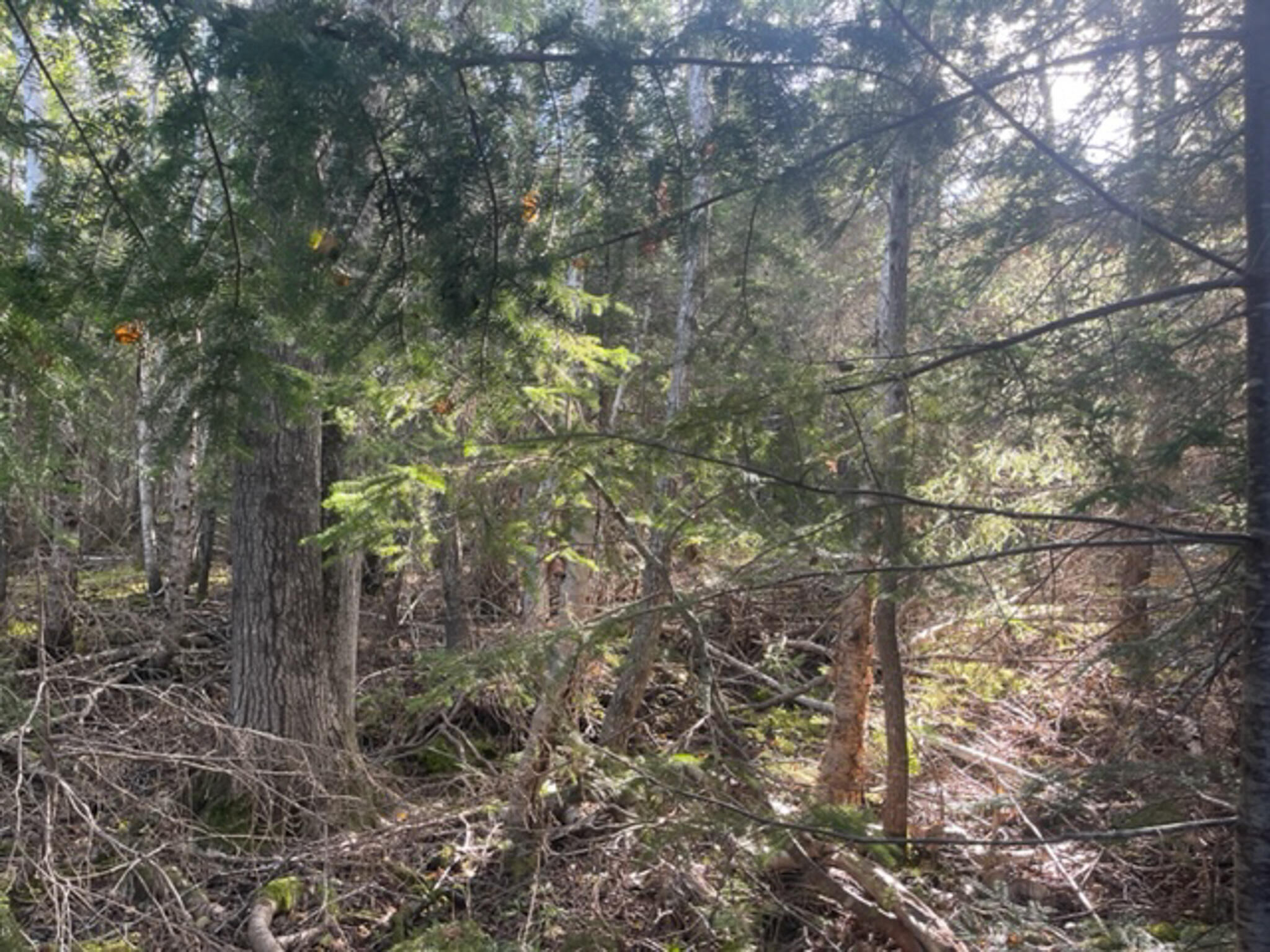 M40L85 Lyons Road Lubec ME 04652